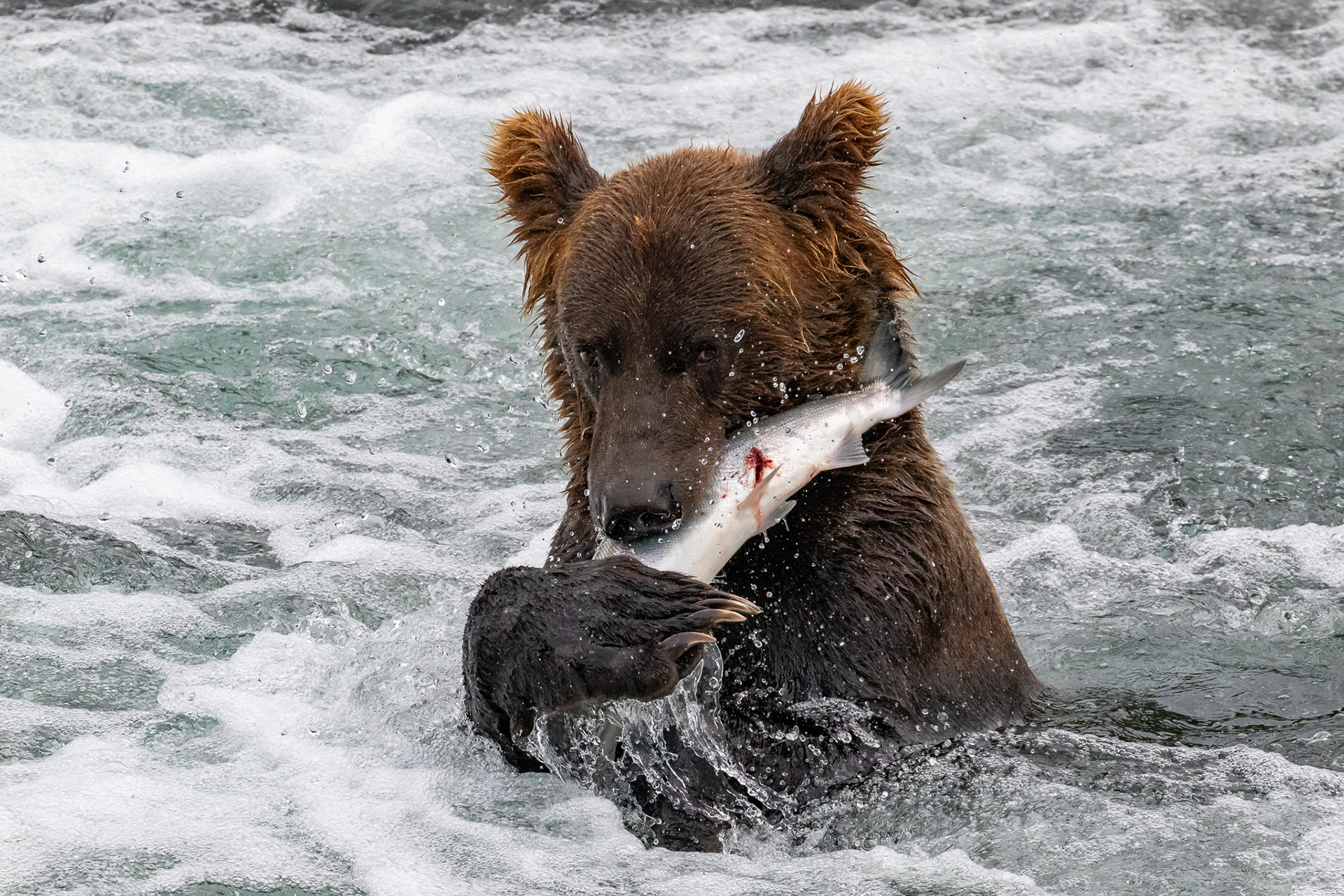 Alaska - Grizzly Bear