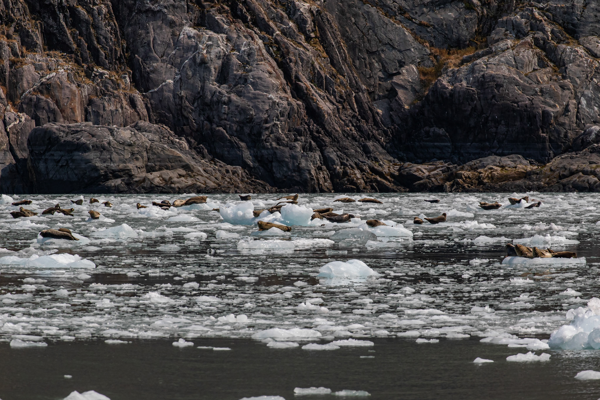 Alaska - Coast and Rainforest 4