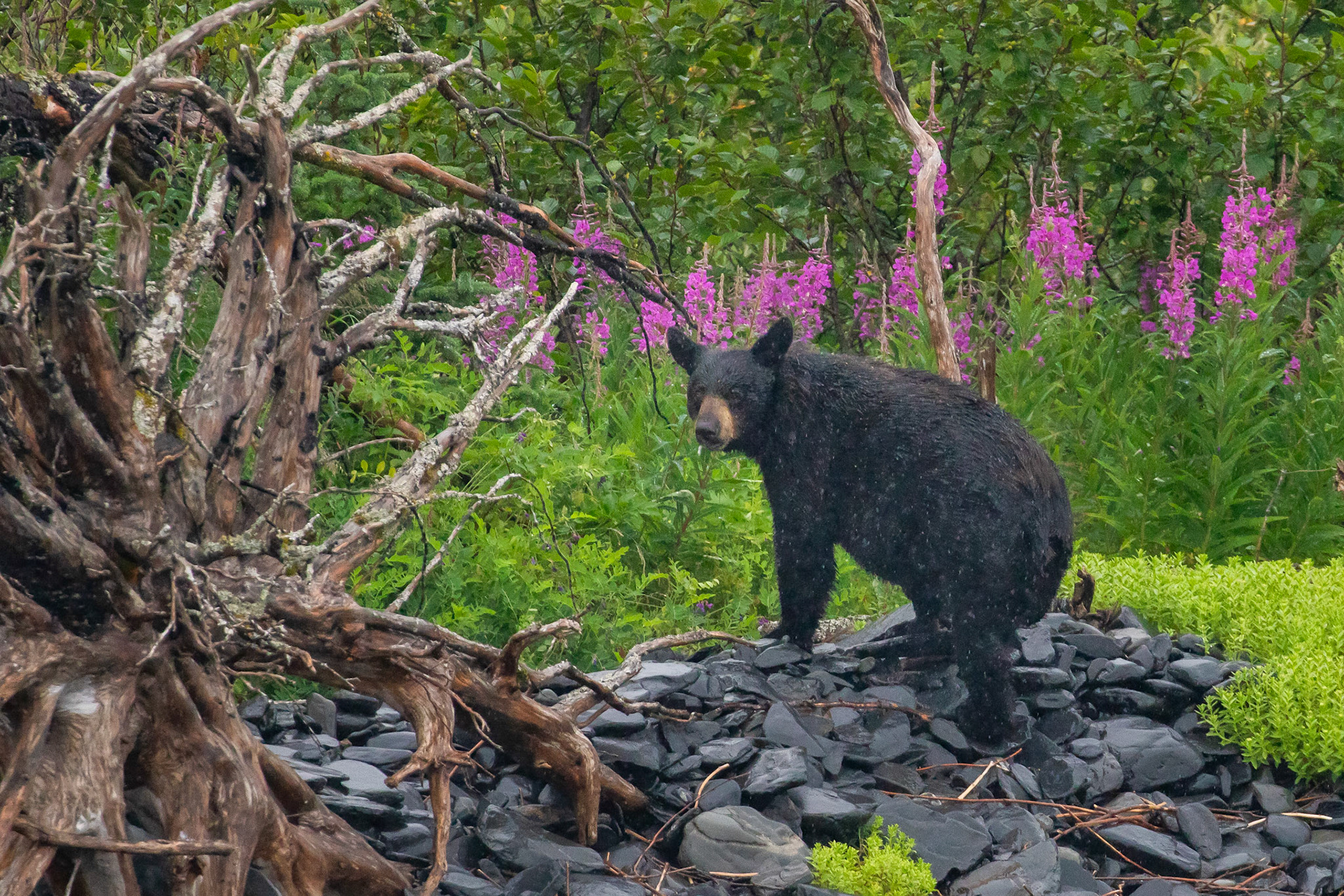 Alaska - Coast and Rainforest 9