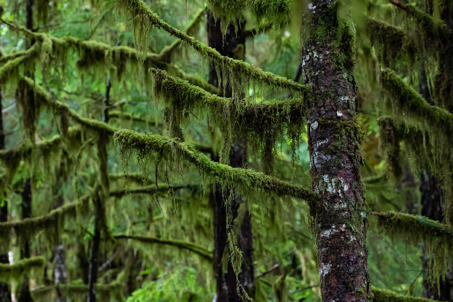 Alaska - Coast and Rainforest 10