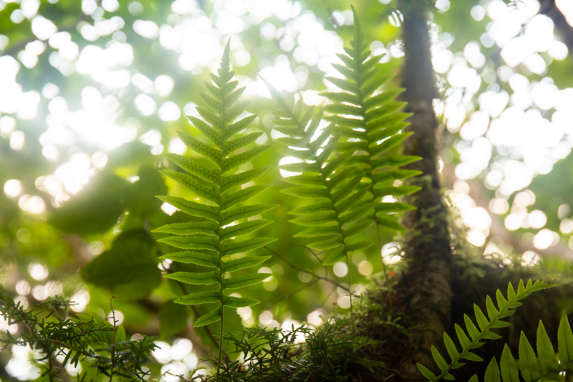 Alaska - Coast and Rainforest 12