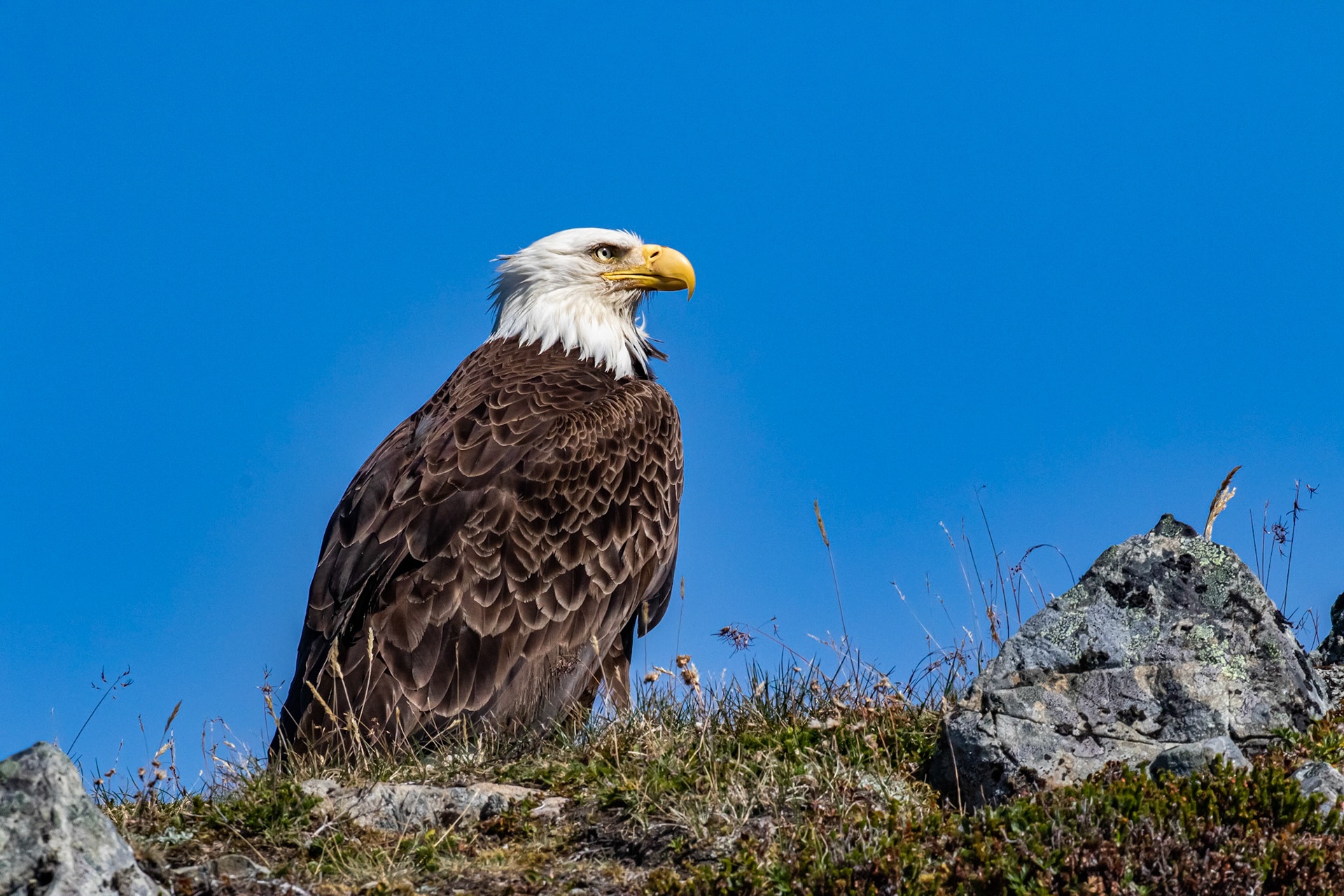 Alaska - Coast and Rainforest 18