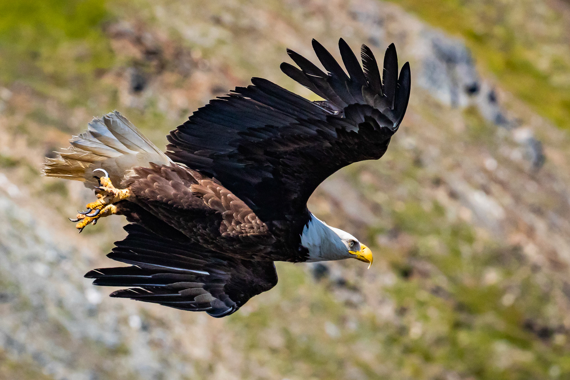 Alaska - Coast and Rainforest 19