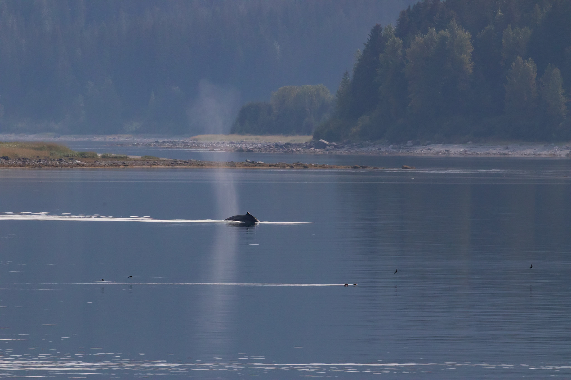 Alaska - Coast and Rainforest 21