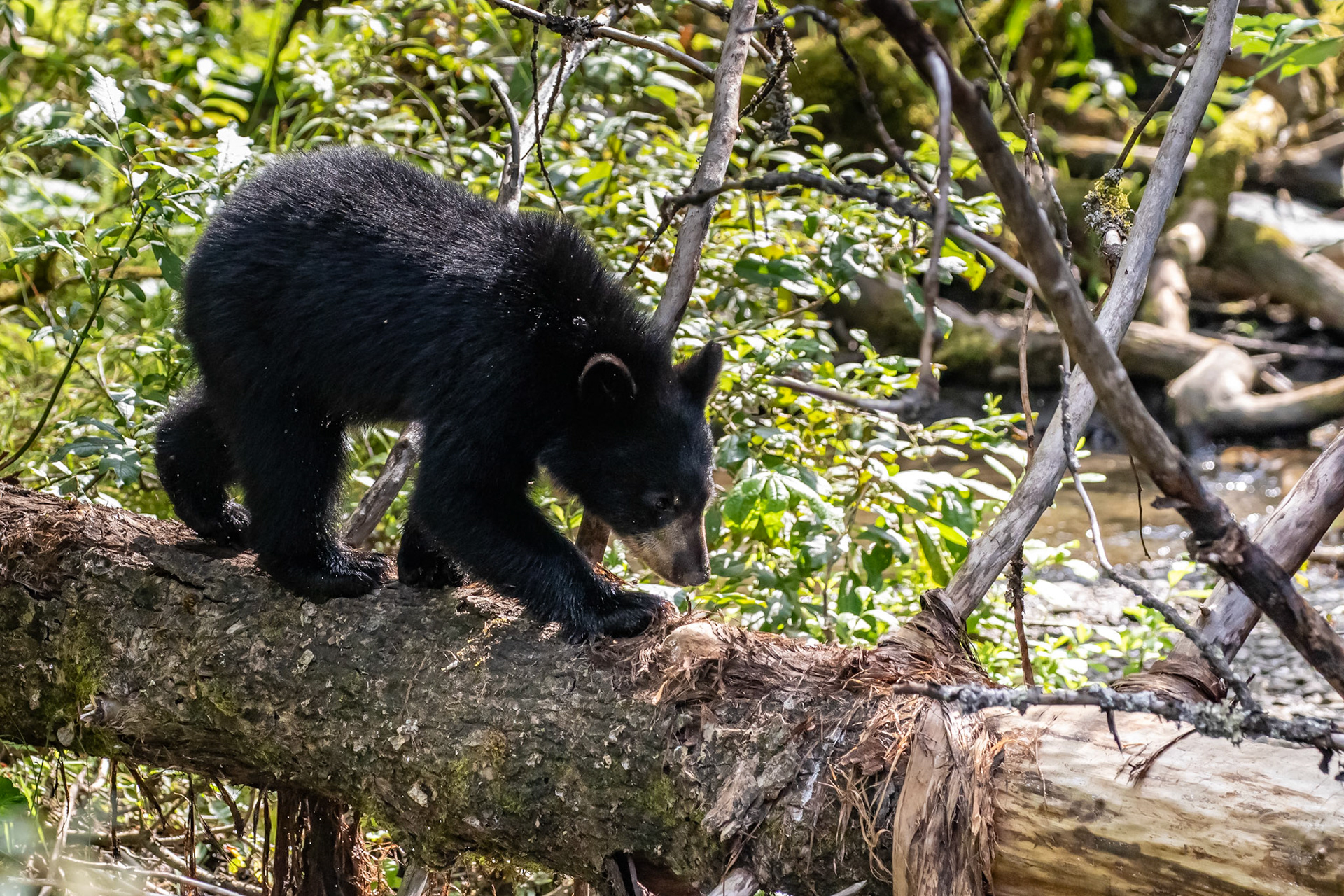 Alaska - Coast and Rainforest 23