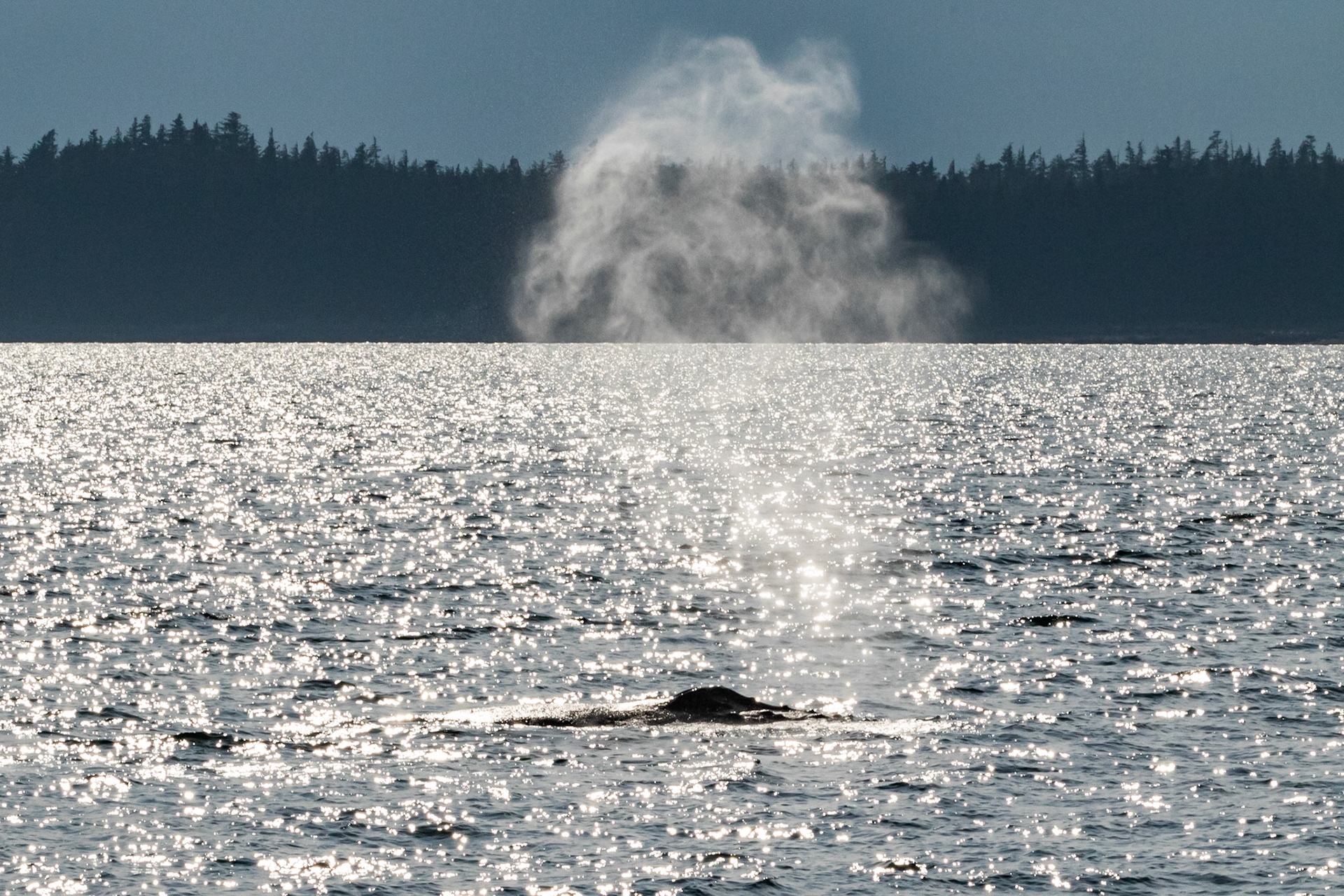 Alaska - Coast and Rainforest 25