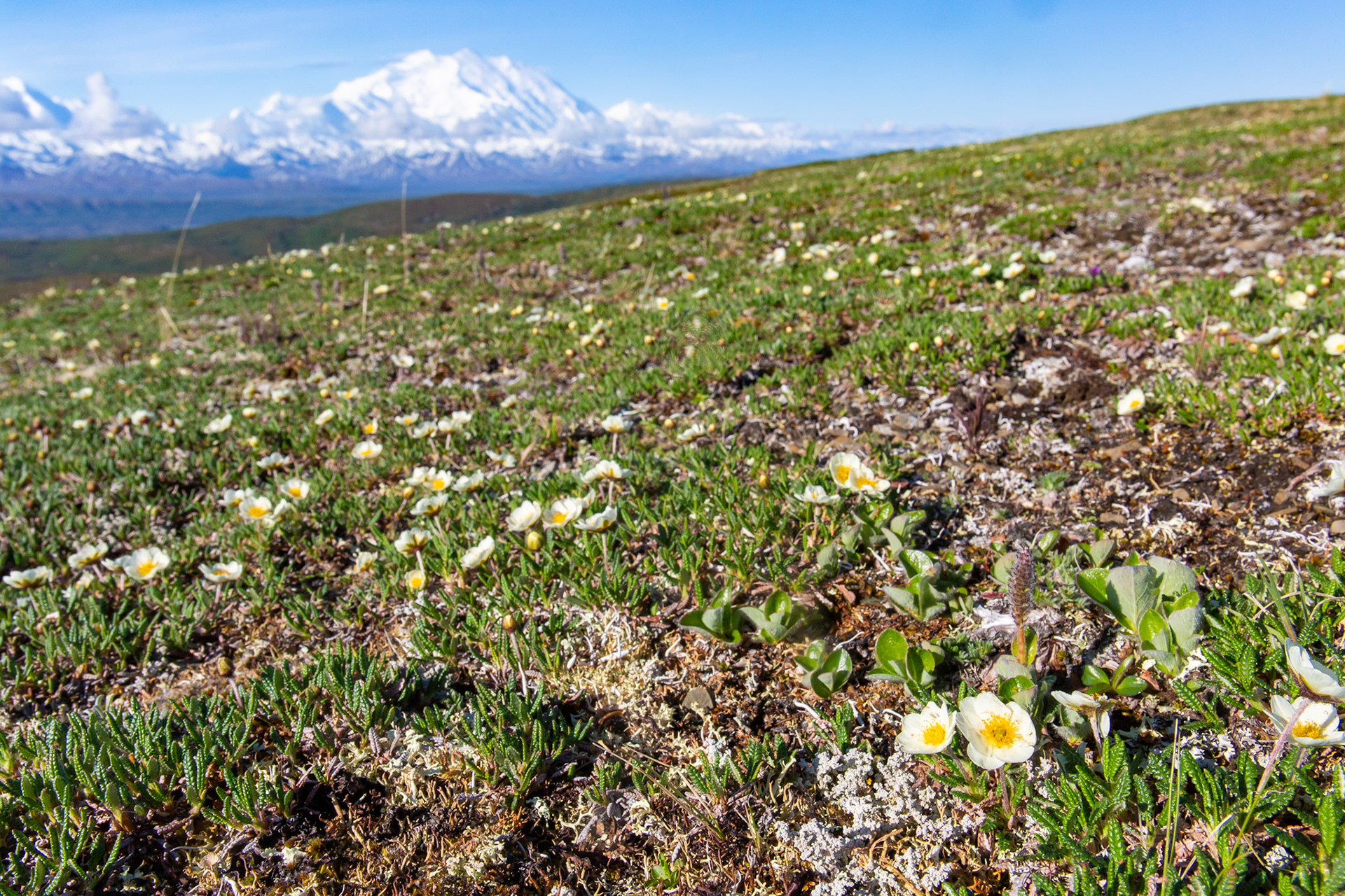 Alaska - Tundra Region 7