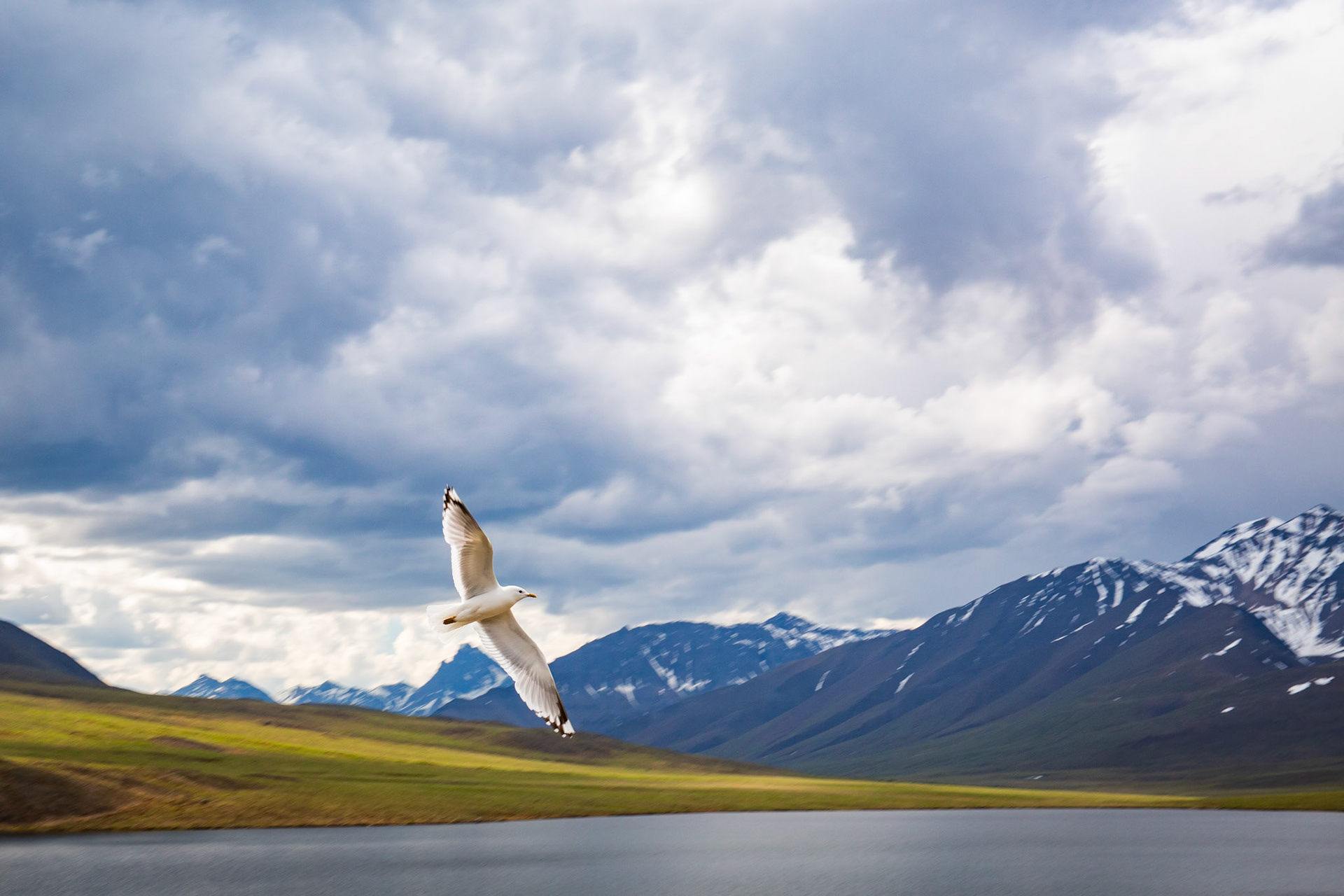 Alaska - Tundra Region 17