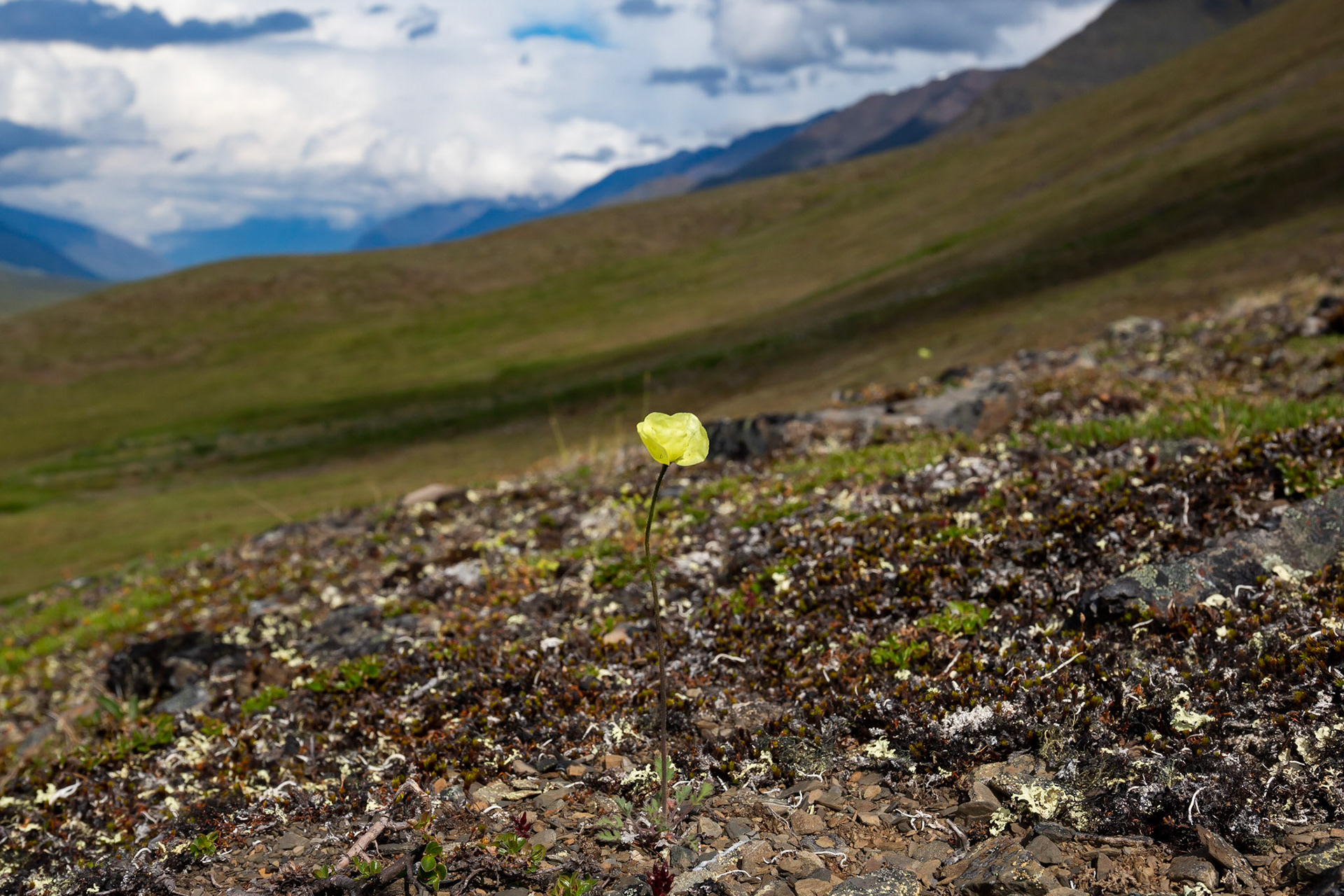 Alaska - Tundra Region 19
