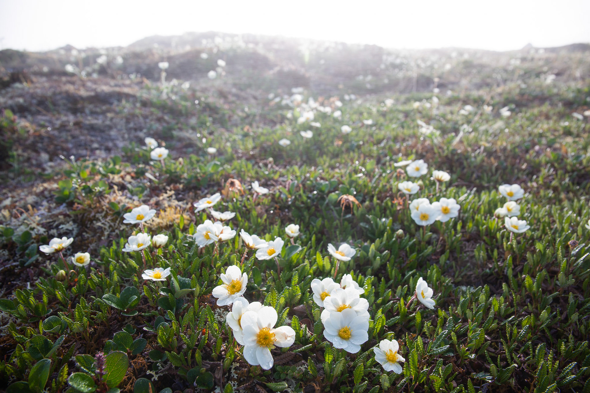 Alaska - Tundra Region 22
