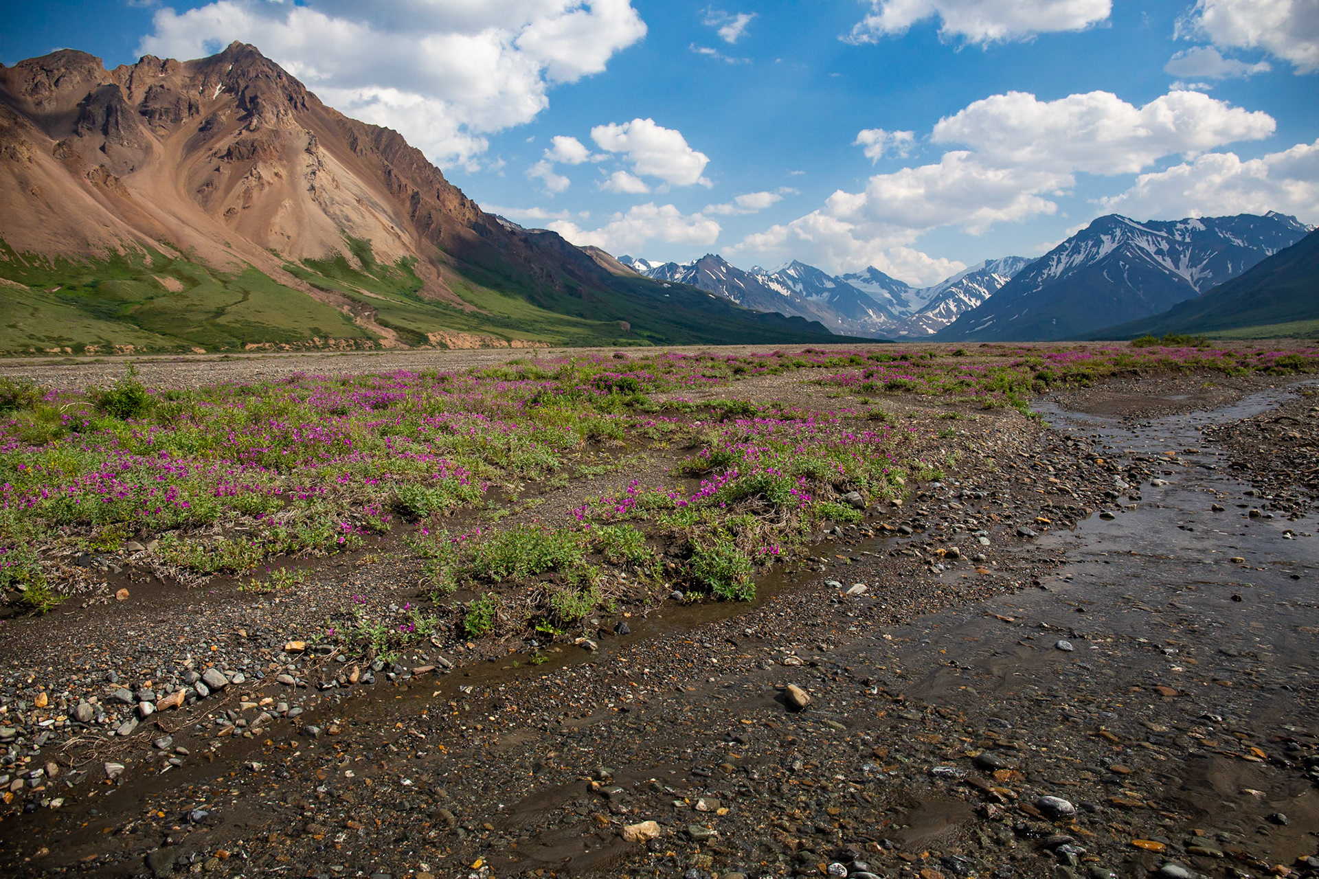 Alaska - Tundra Region 25