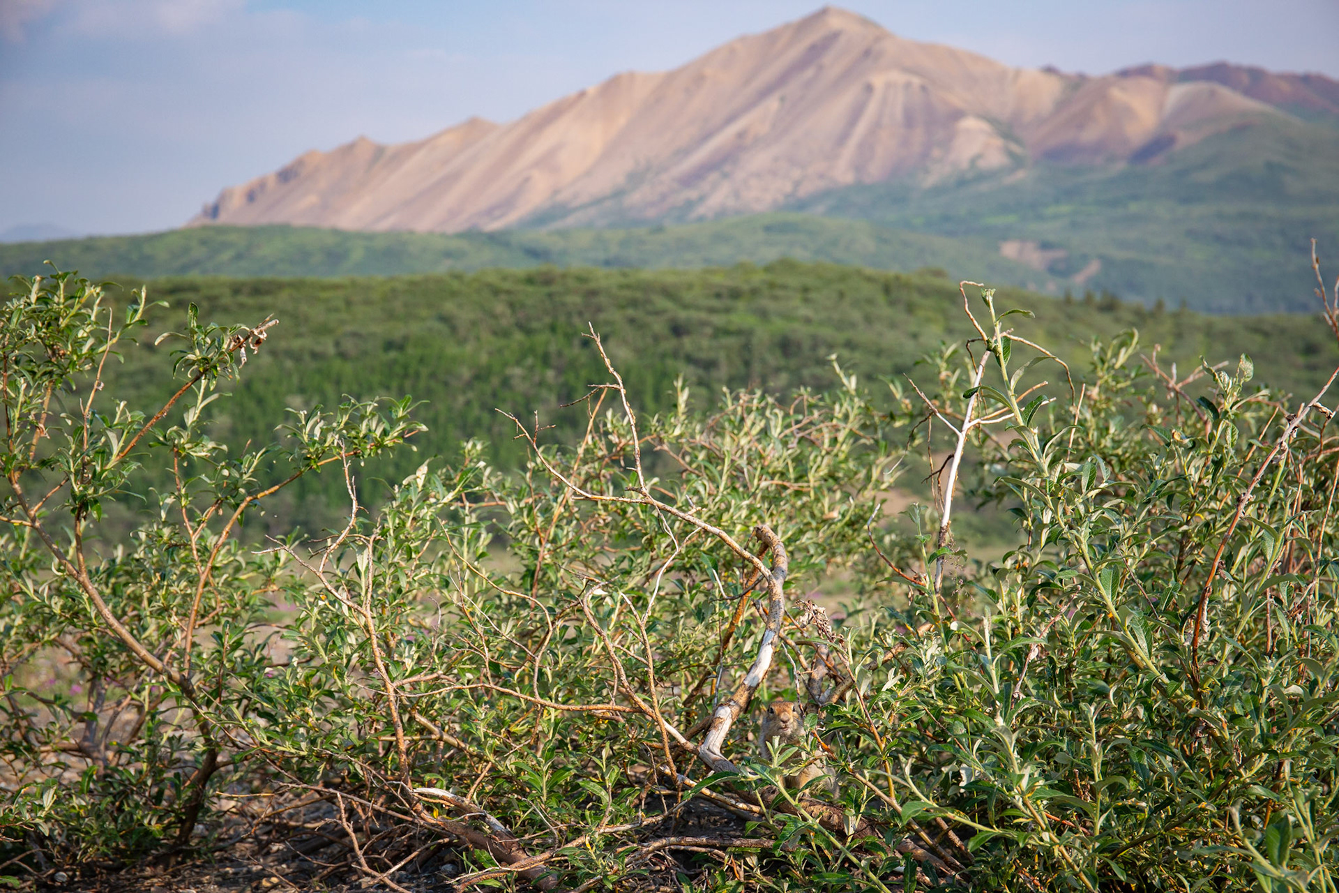 Alaska - Tundra Region 26