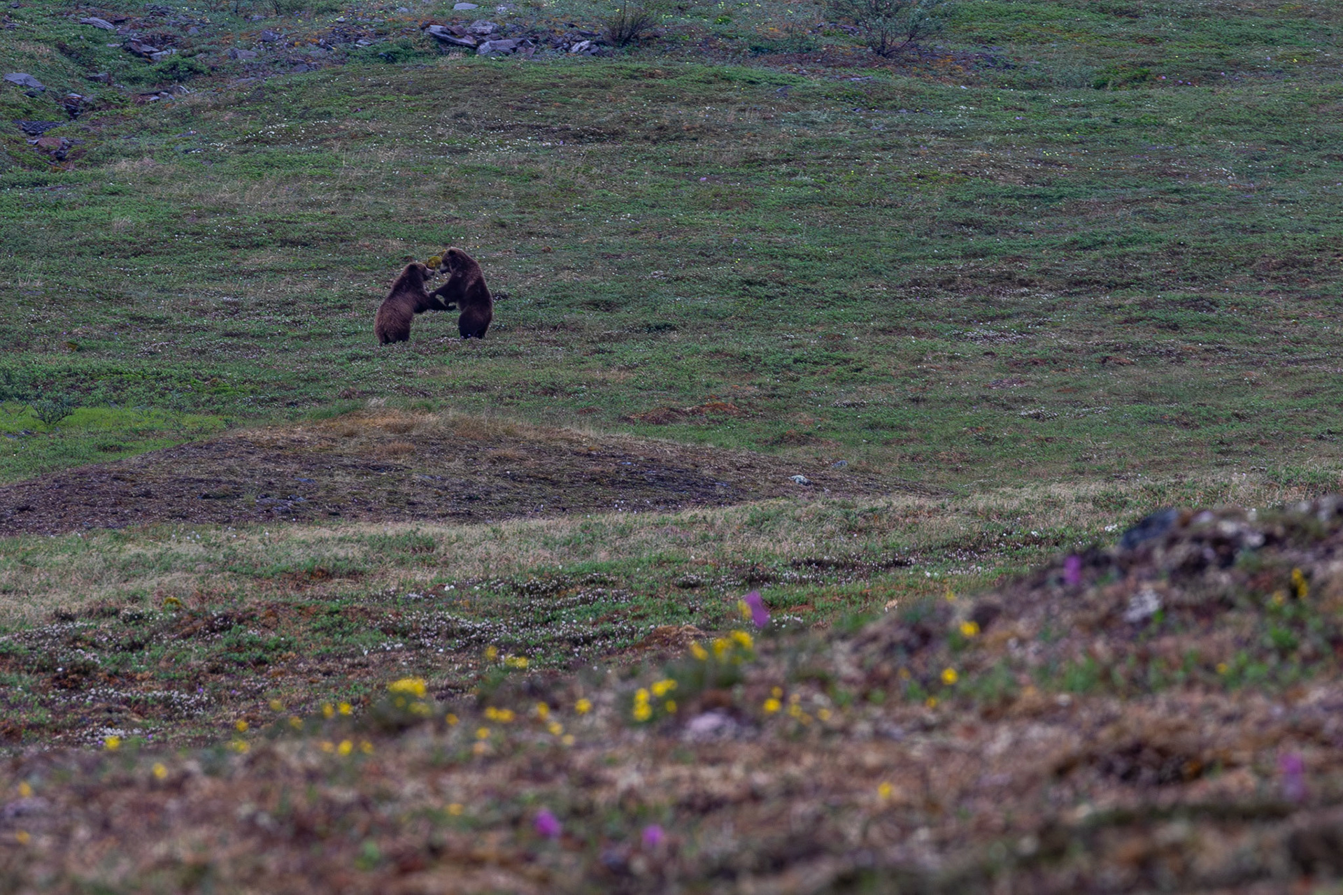 Alaska - Grizzly Bear 1