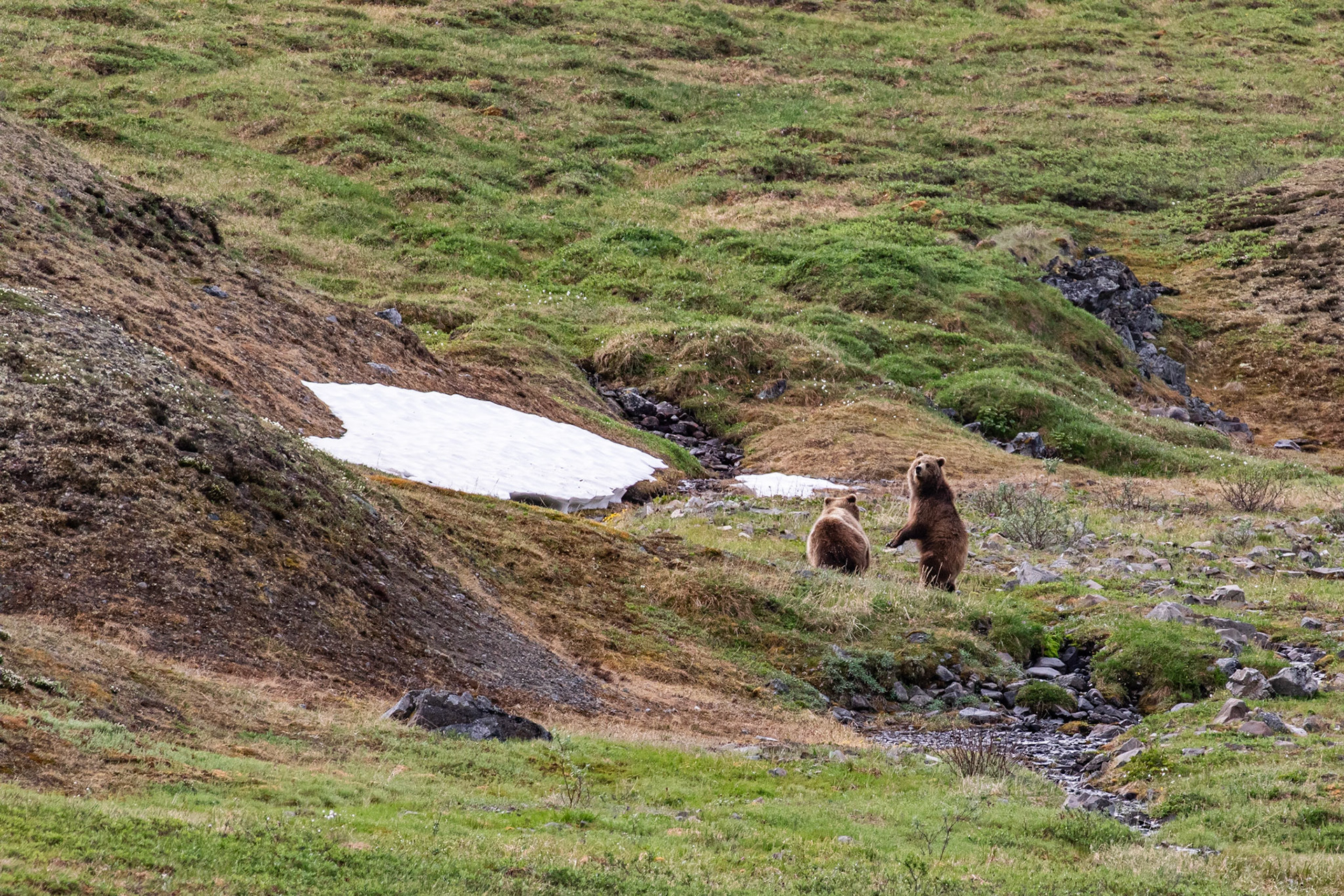 Alaska - Grizzly Bear 2