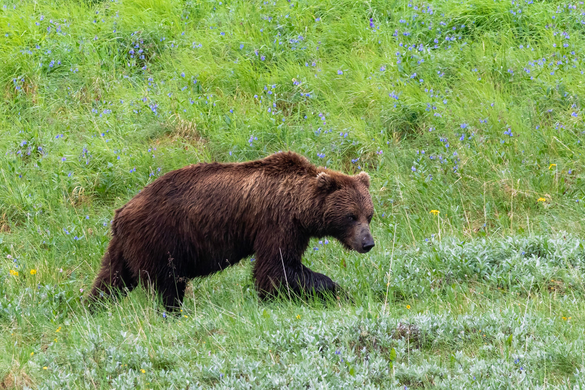 Alaska - Grizzly Bear 3