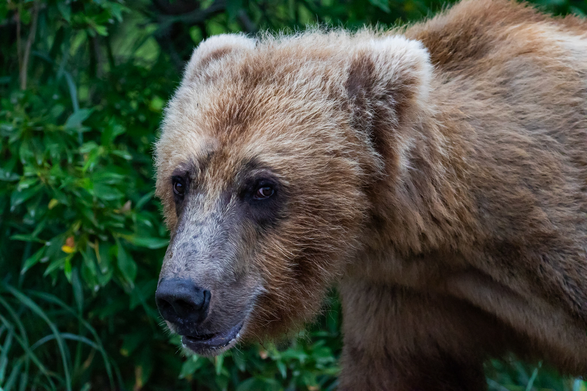 Alaska - Grizzly Bear 4