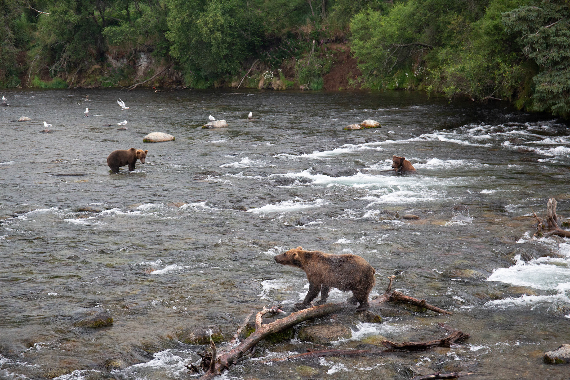 Alaska - Grizzly Bear 5