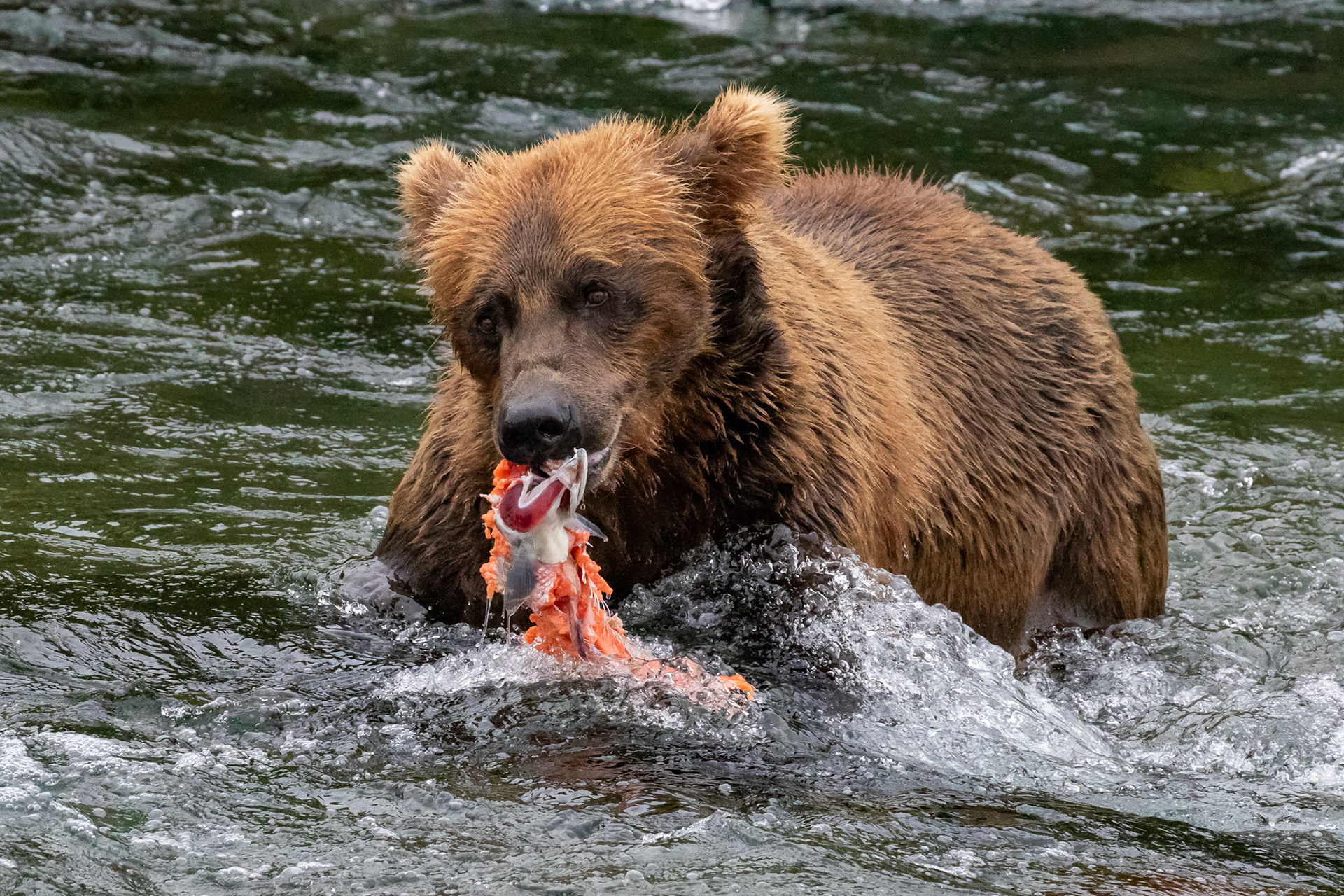 Alaska - Grizzly Bear 6