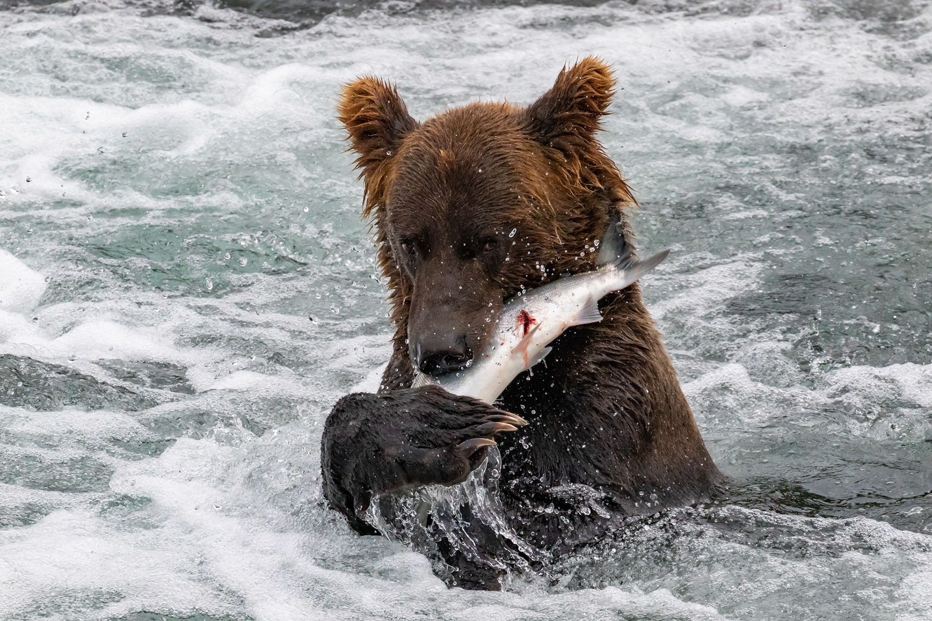 Alaska - Grizzly Bear 7