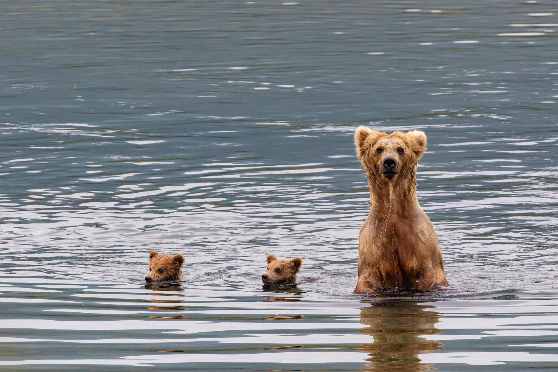 Alaska - Grizzly Bear 8