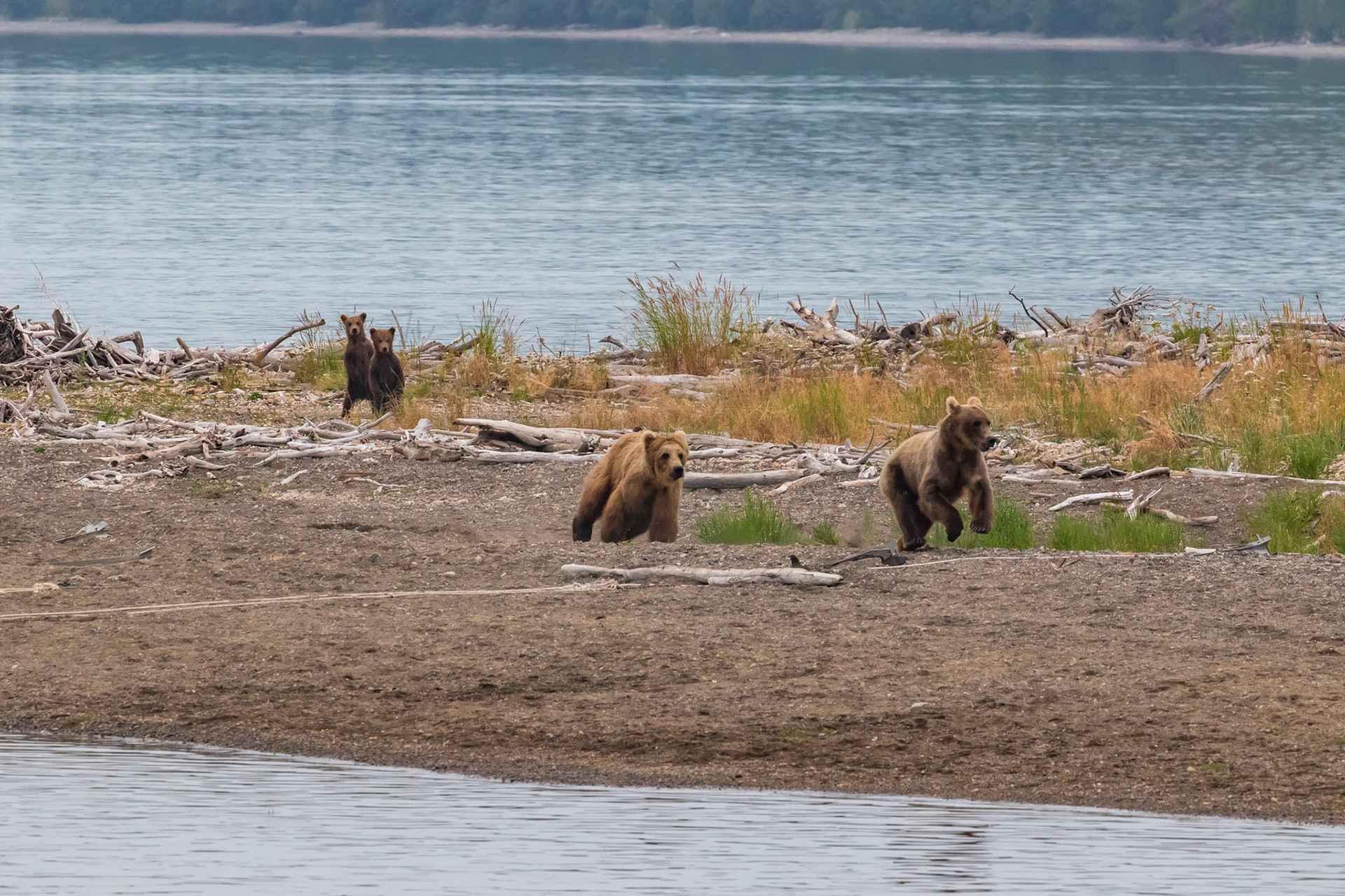 Alaska - Grizzly Bear 9