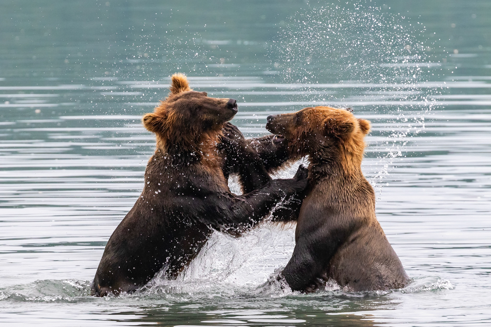 Alaska - Grizzly Bear 10