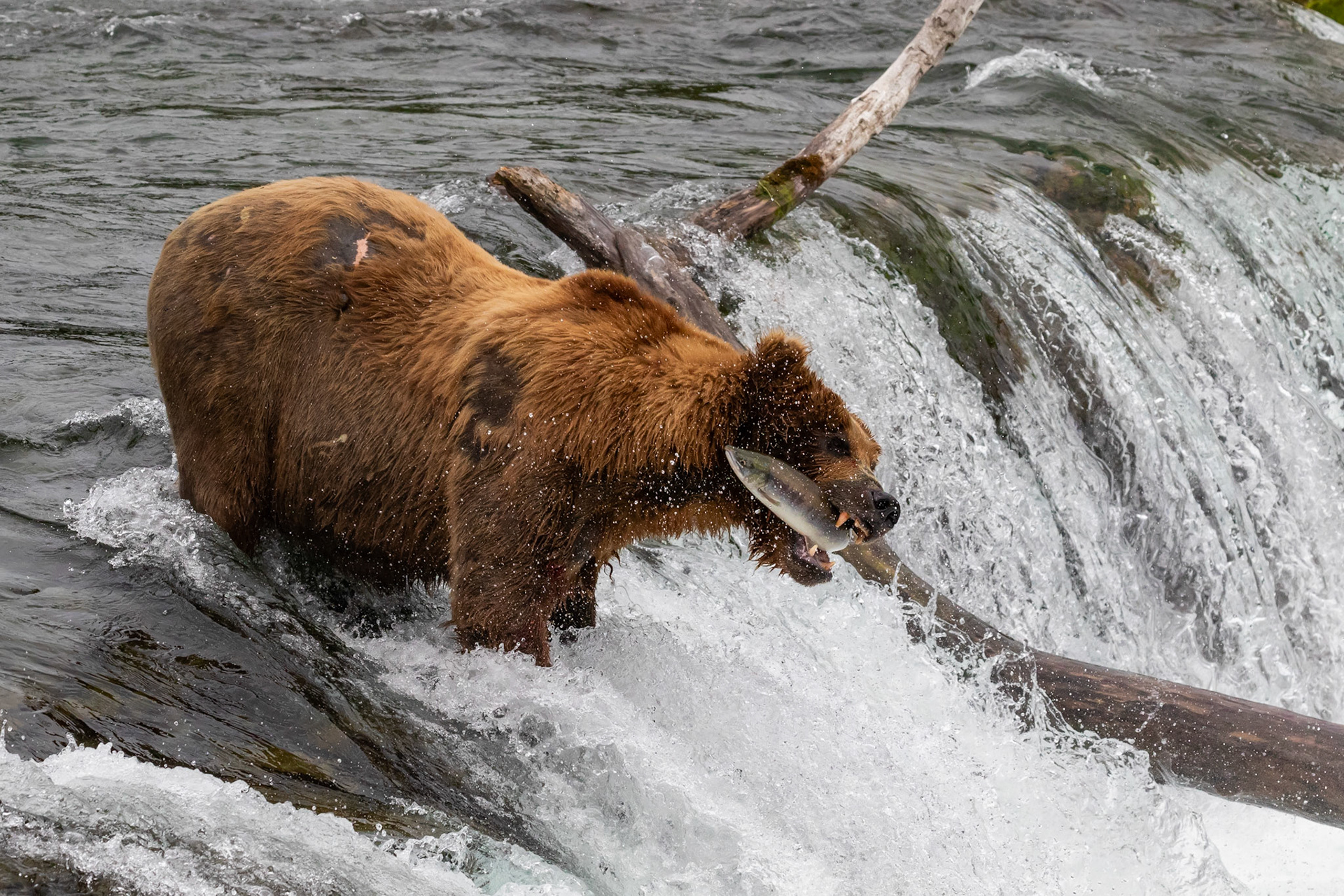 Alaska - Grizzly Bear 12