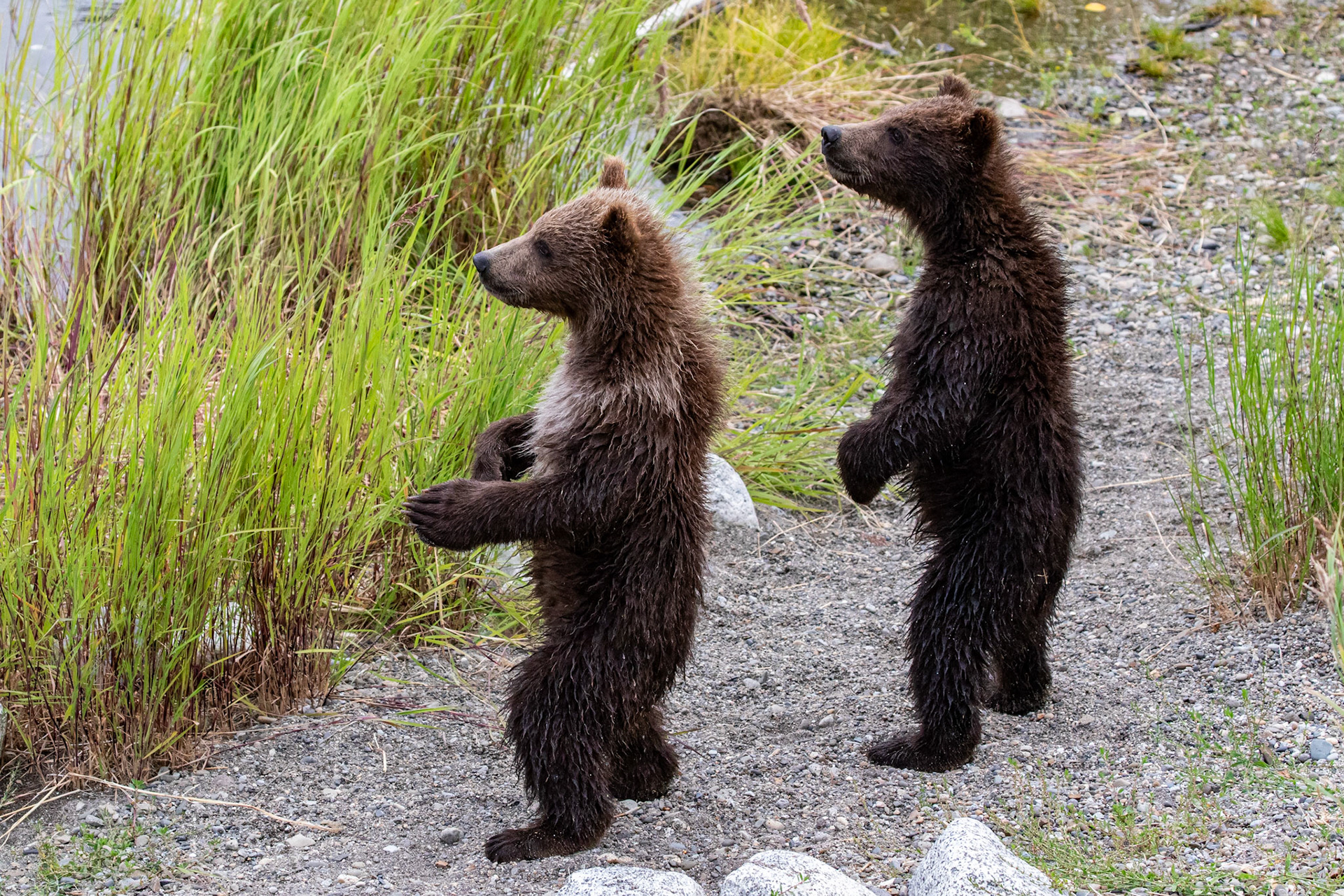 Alaska - Grizzly Bear 13