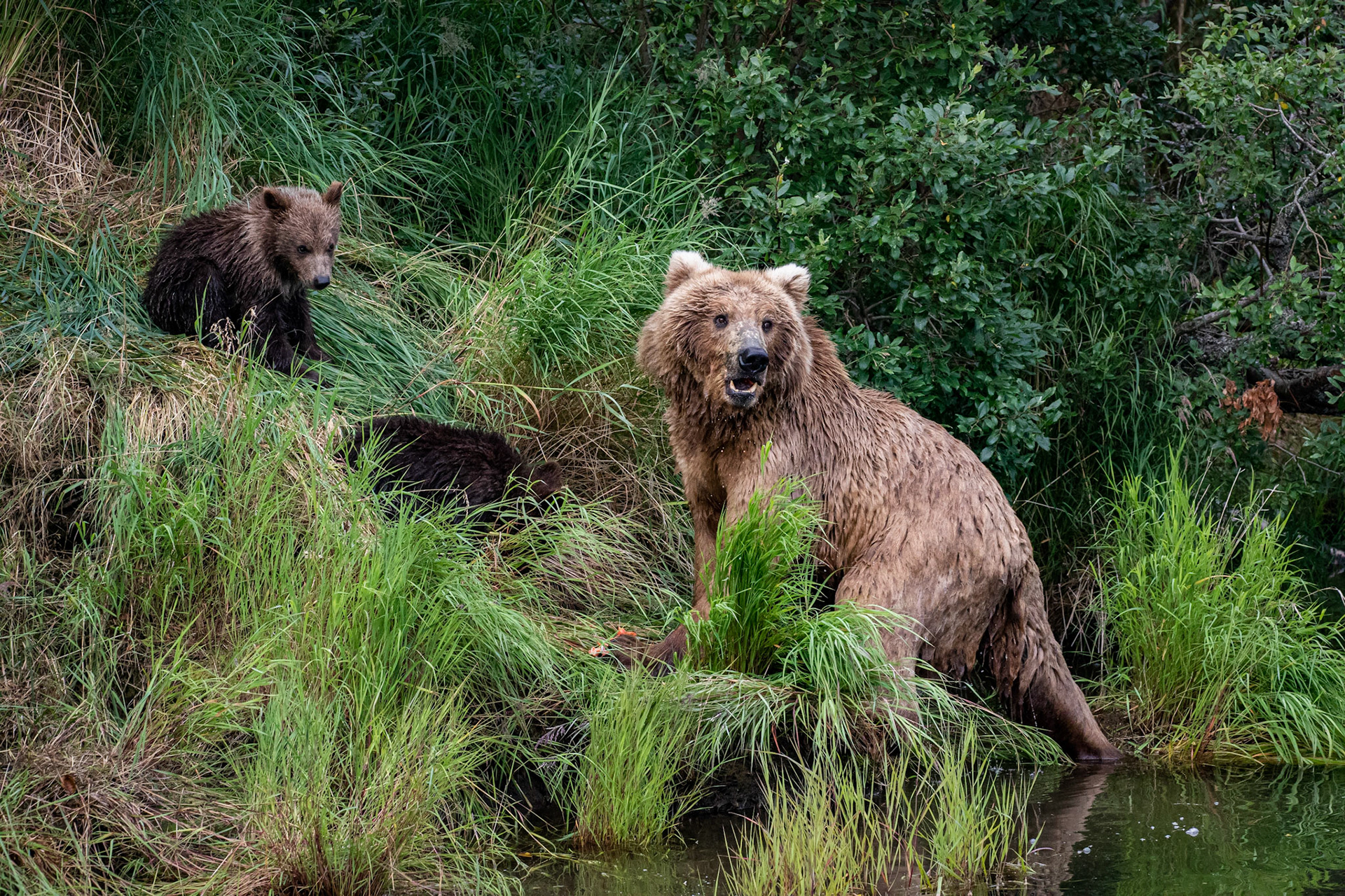 Alaska - Grizzly Bear 14