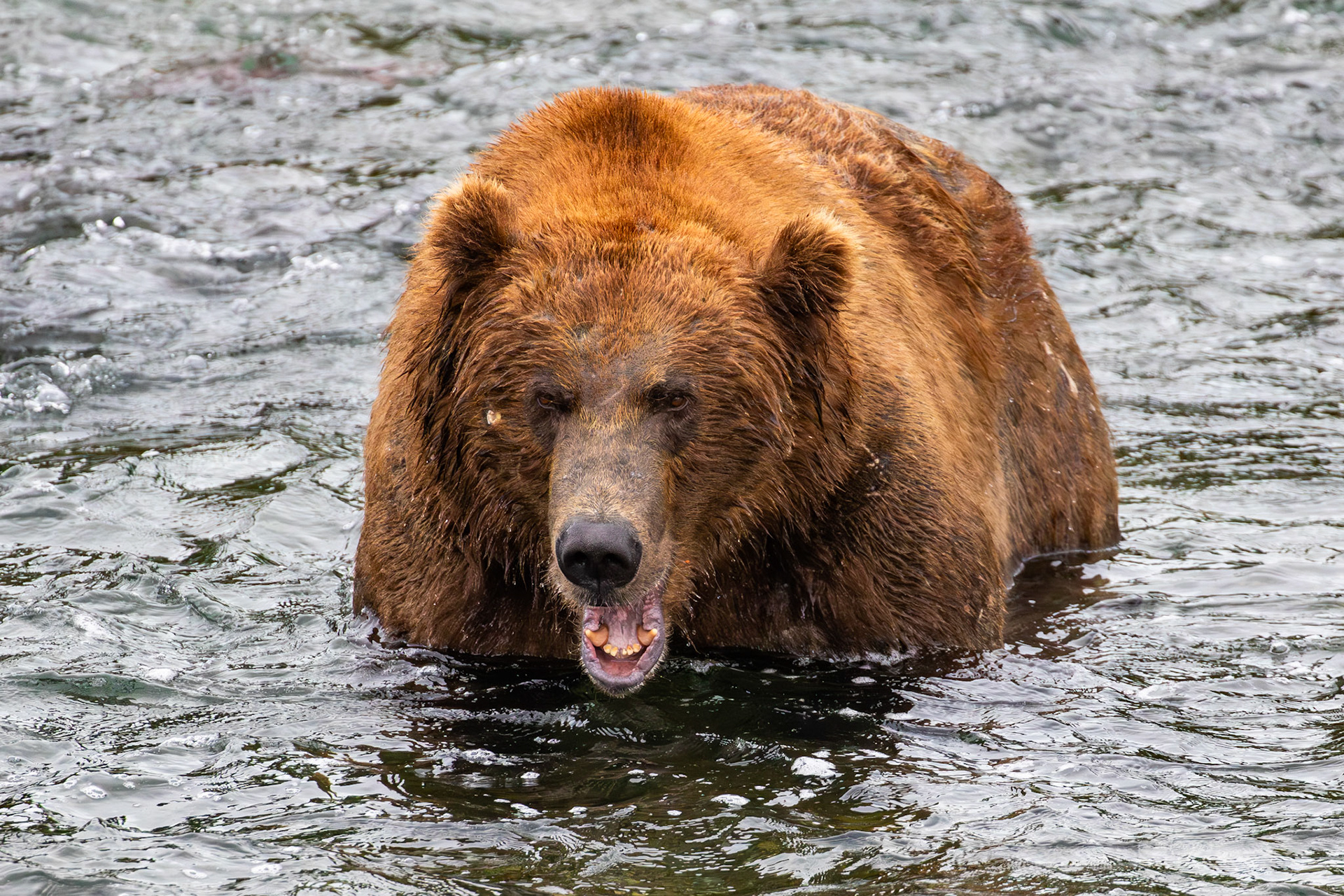 Alaska - Grizzly Bear 15