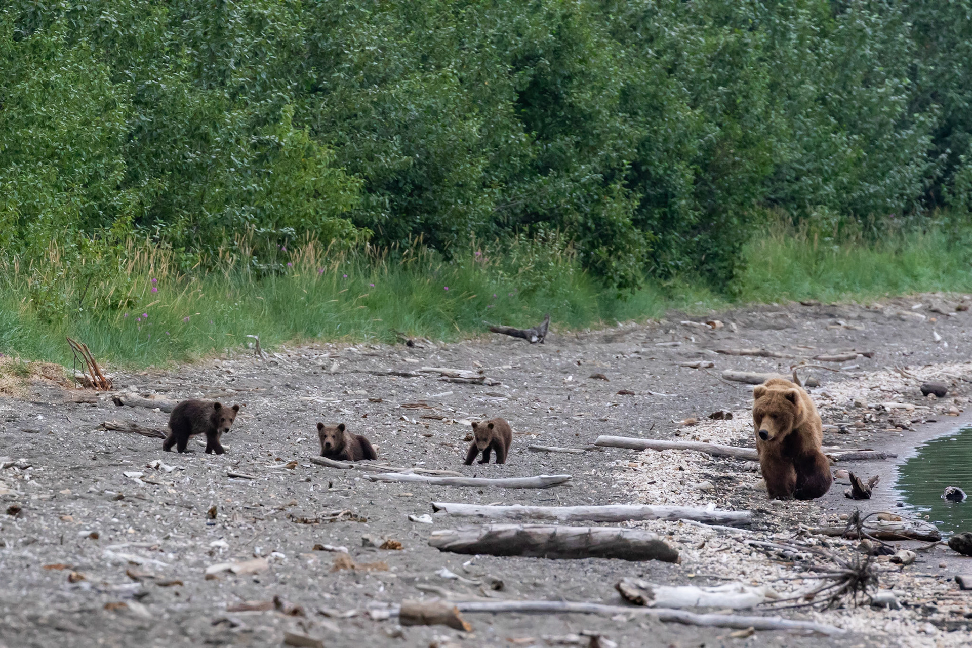 Alaska - Grizzly Bear 16