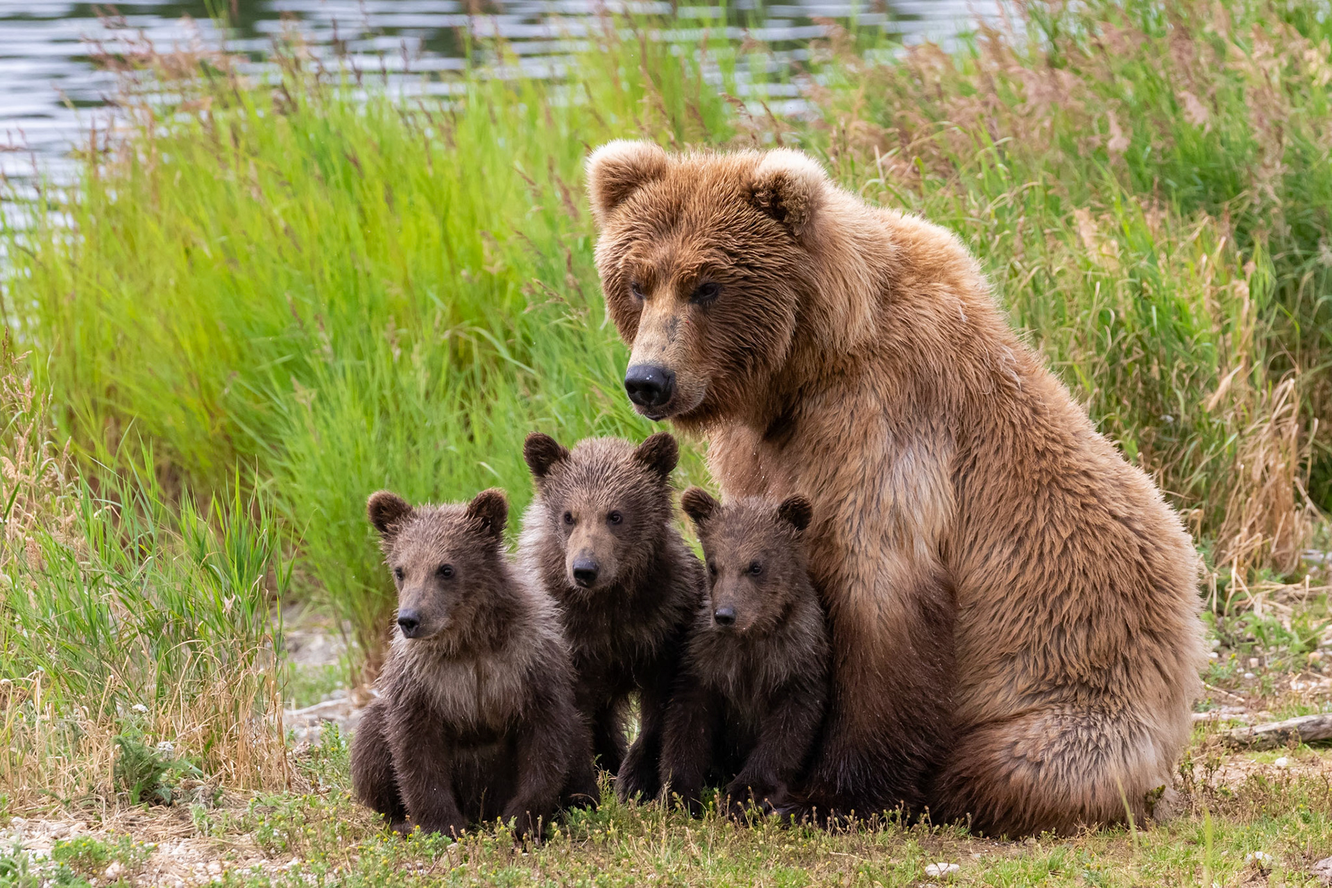 Alaska - Grizzly Bear 17
