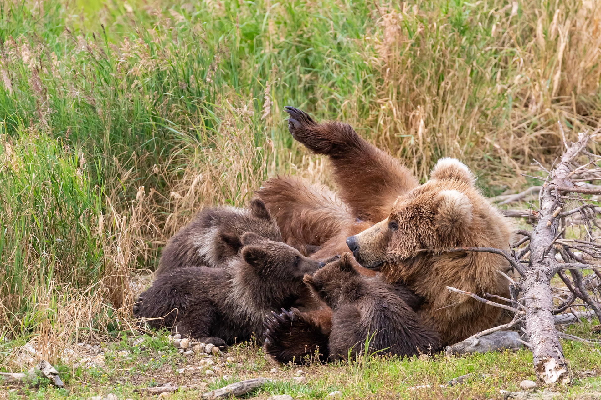 Alaska - Grizzly Bear 18