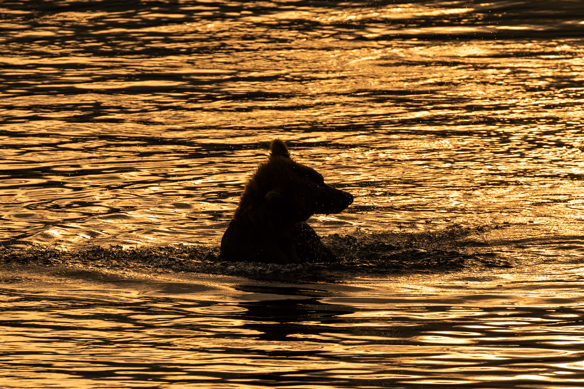 Alaska - Grizzly Bear 20