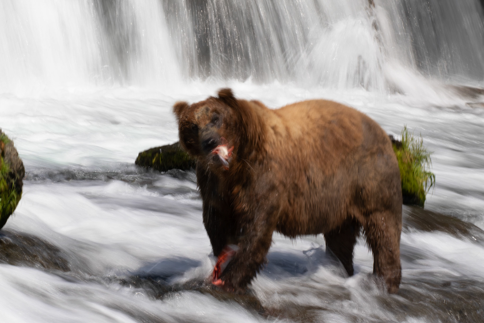 Alaska - Grizzly Bear 21