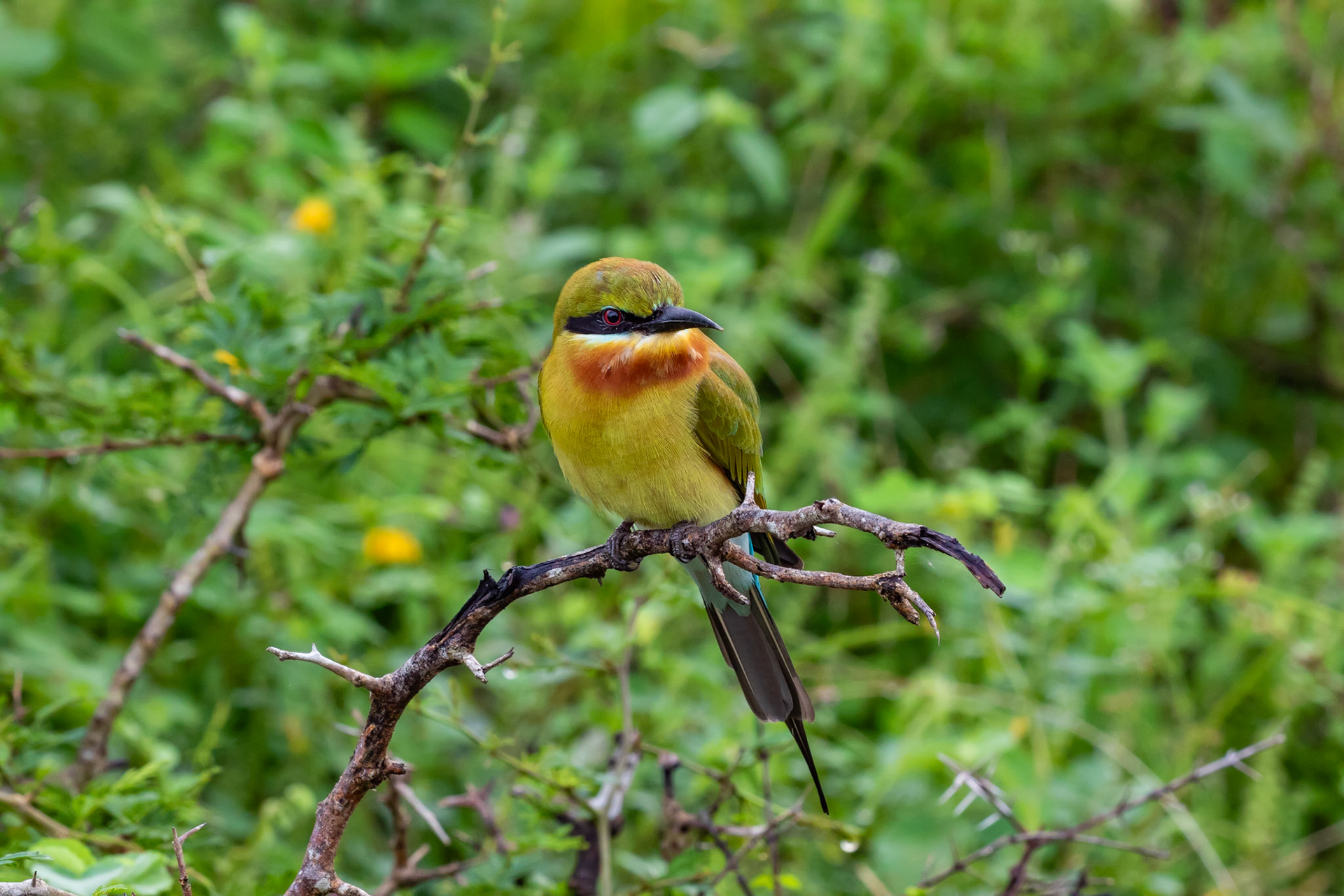Sri Lanka 1