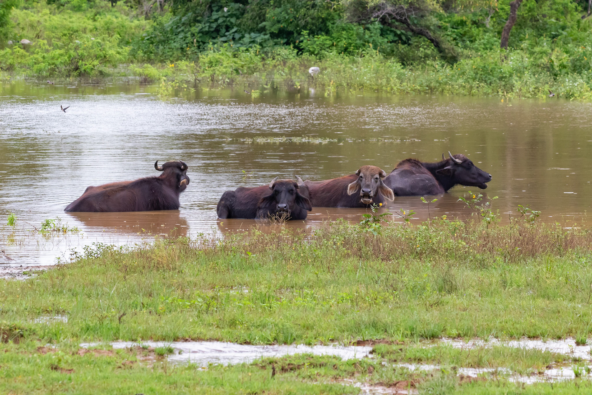 Sri Lanka 3