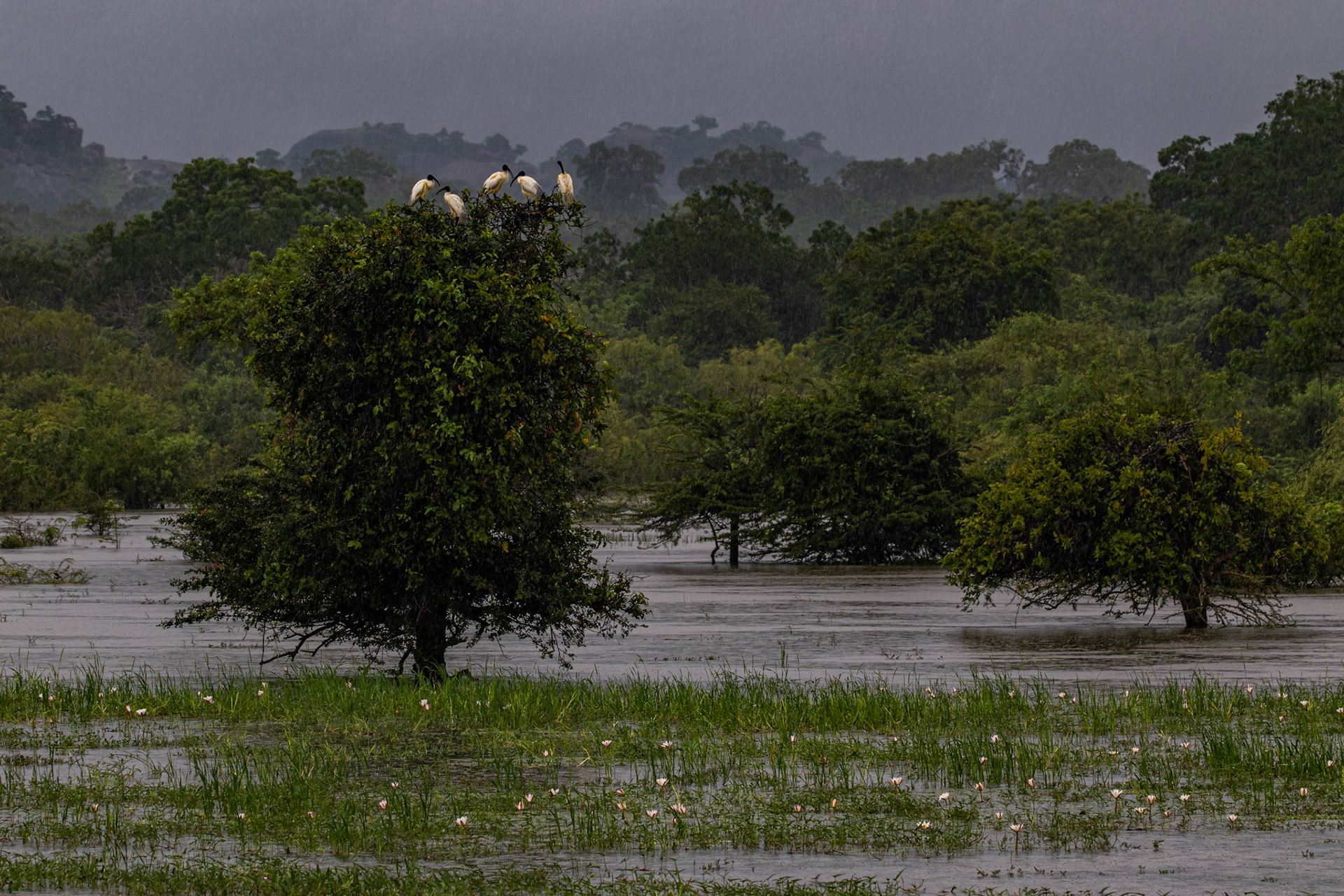 Sri Lanka 5
