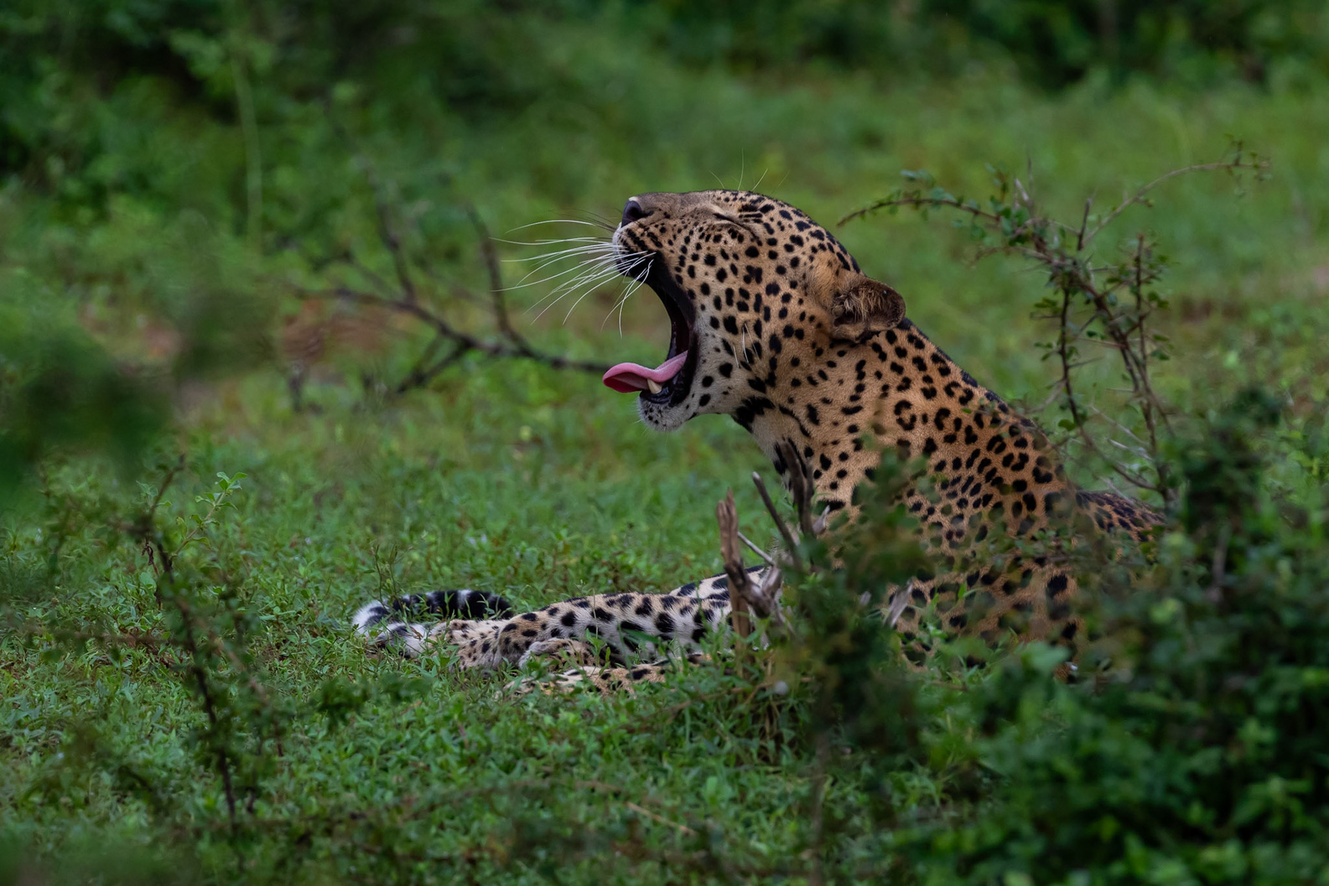 Sri Lanka 6