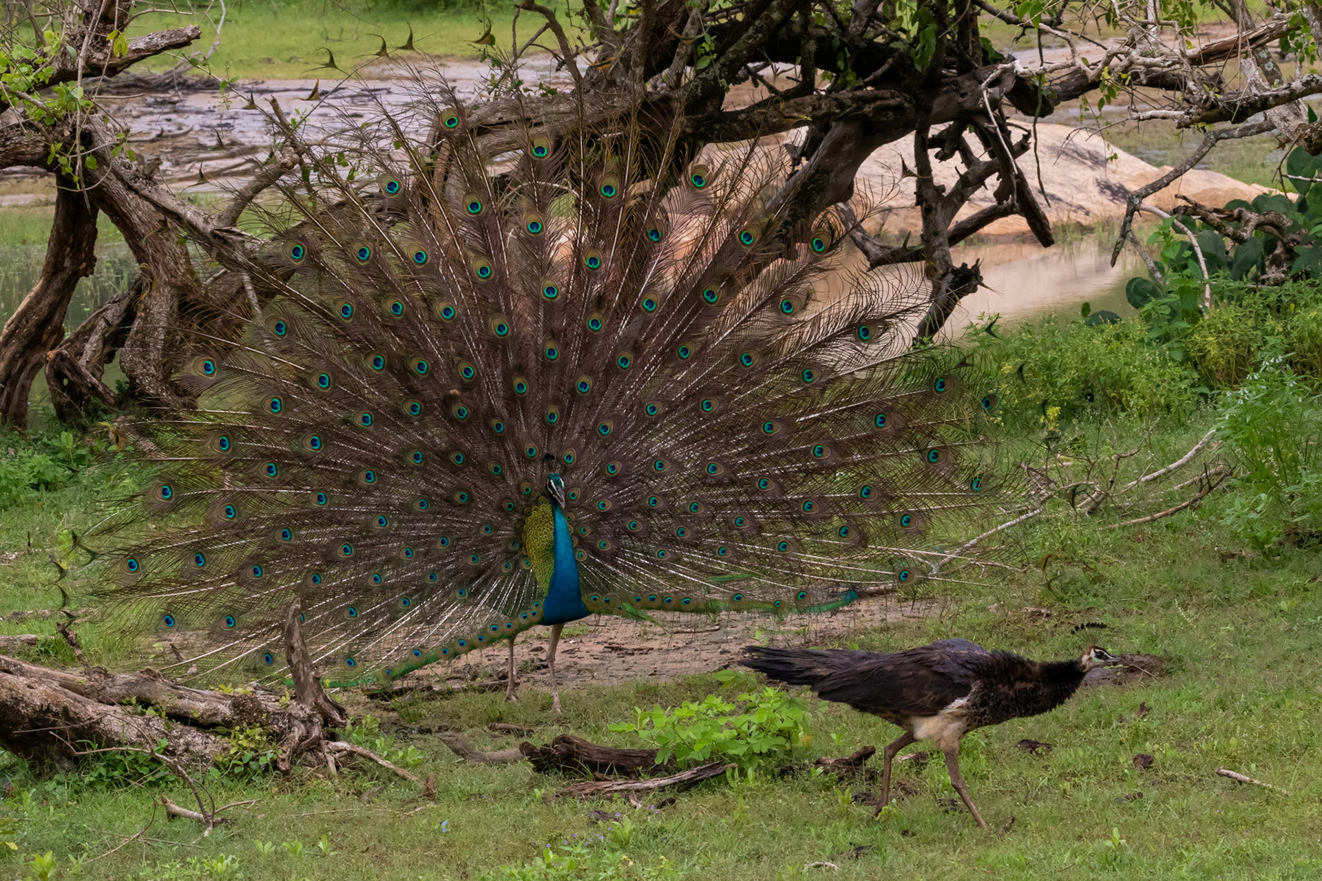 Sri Lanka 7