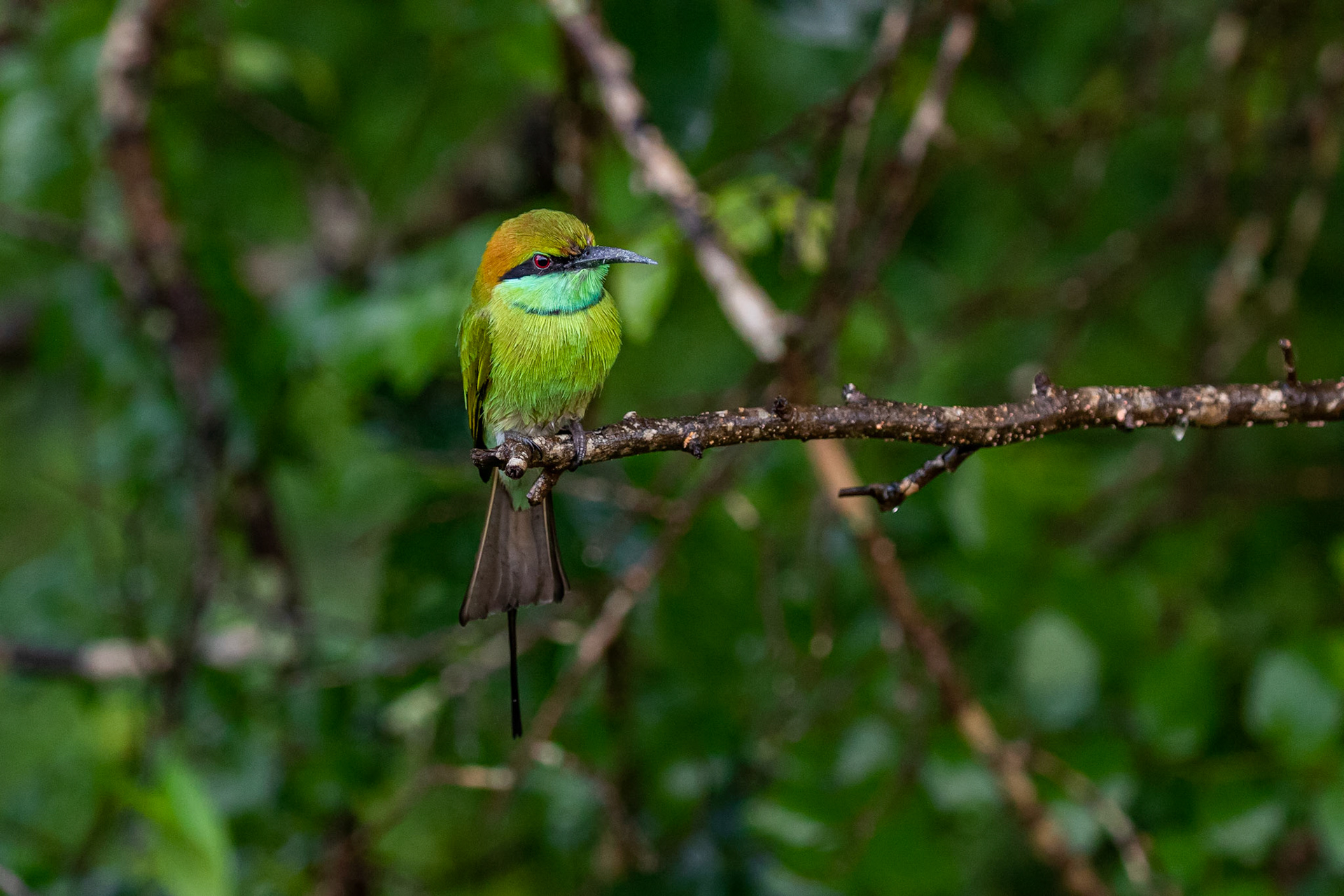 Sri Lanka 11