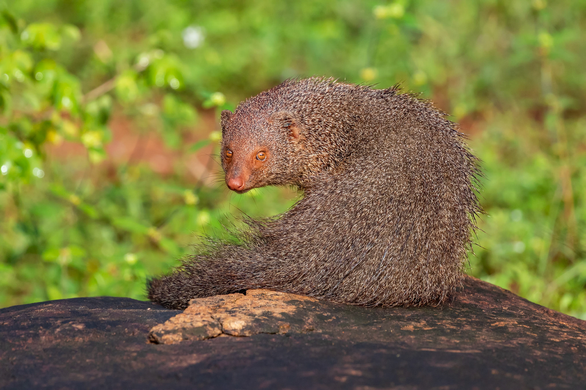 Sri Lanka 12