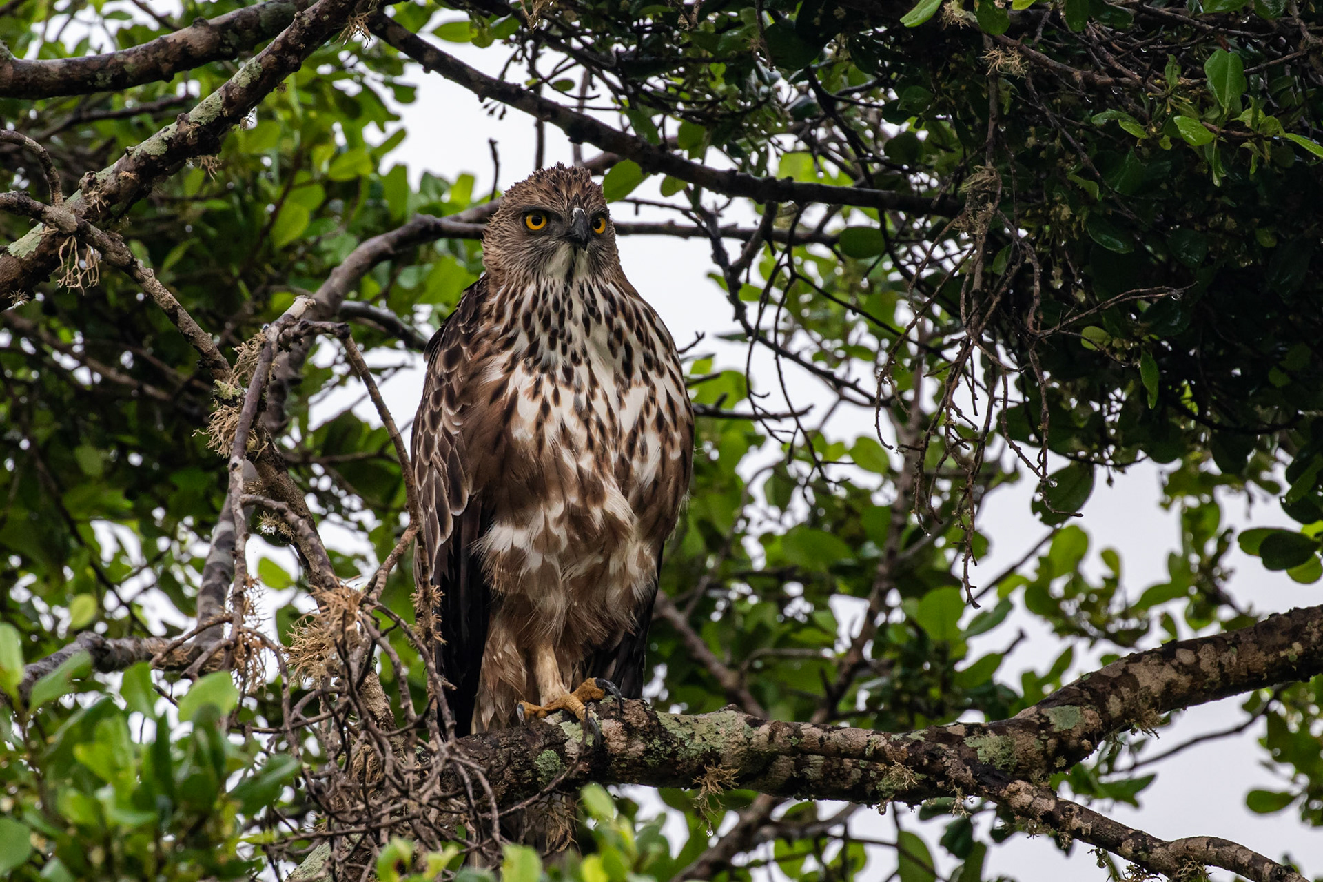 Sri Lanka 13