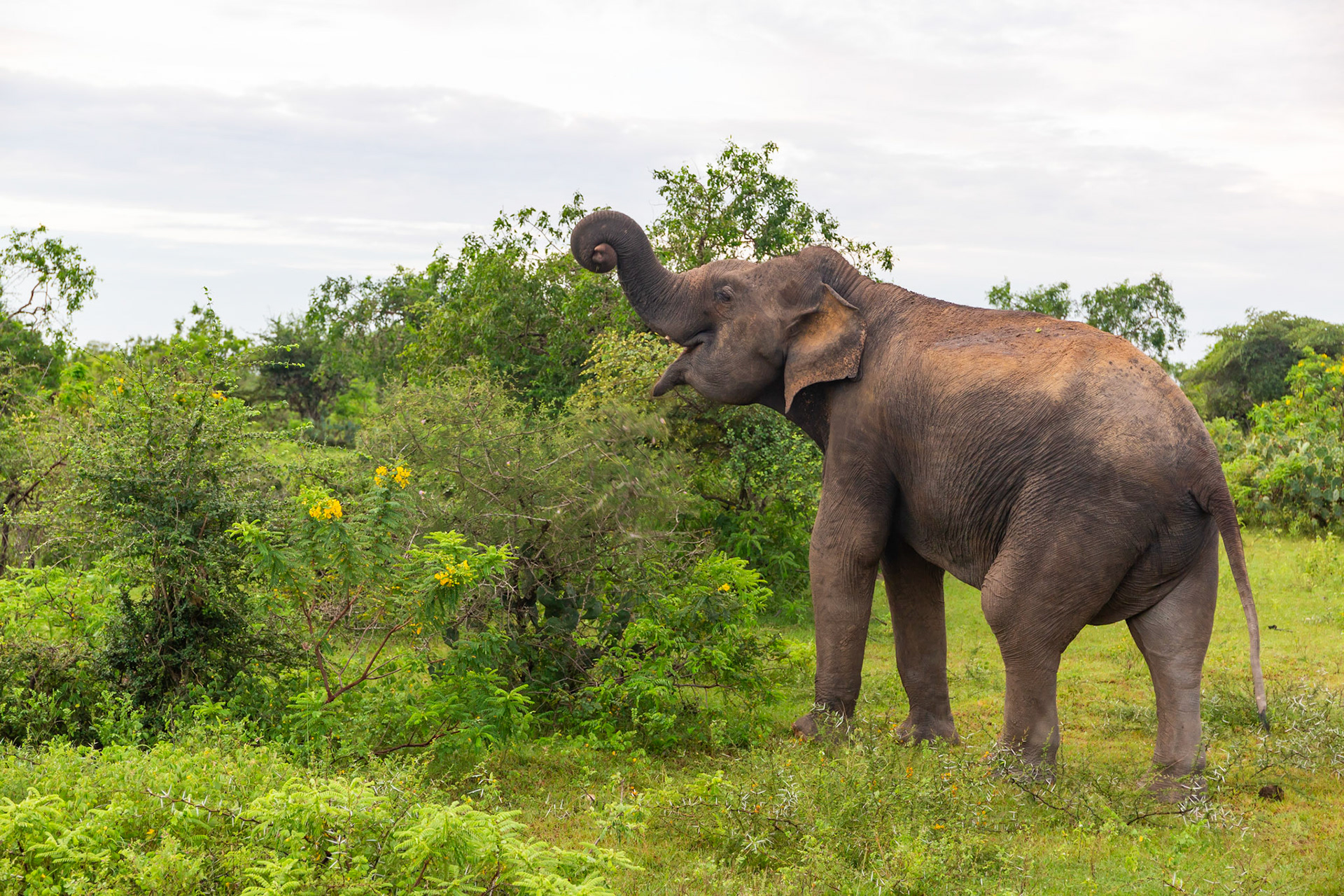 Sri Lanka 14