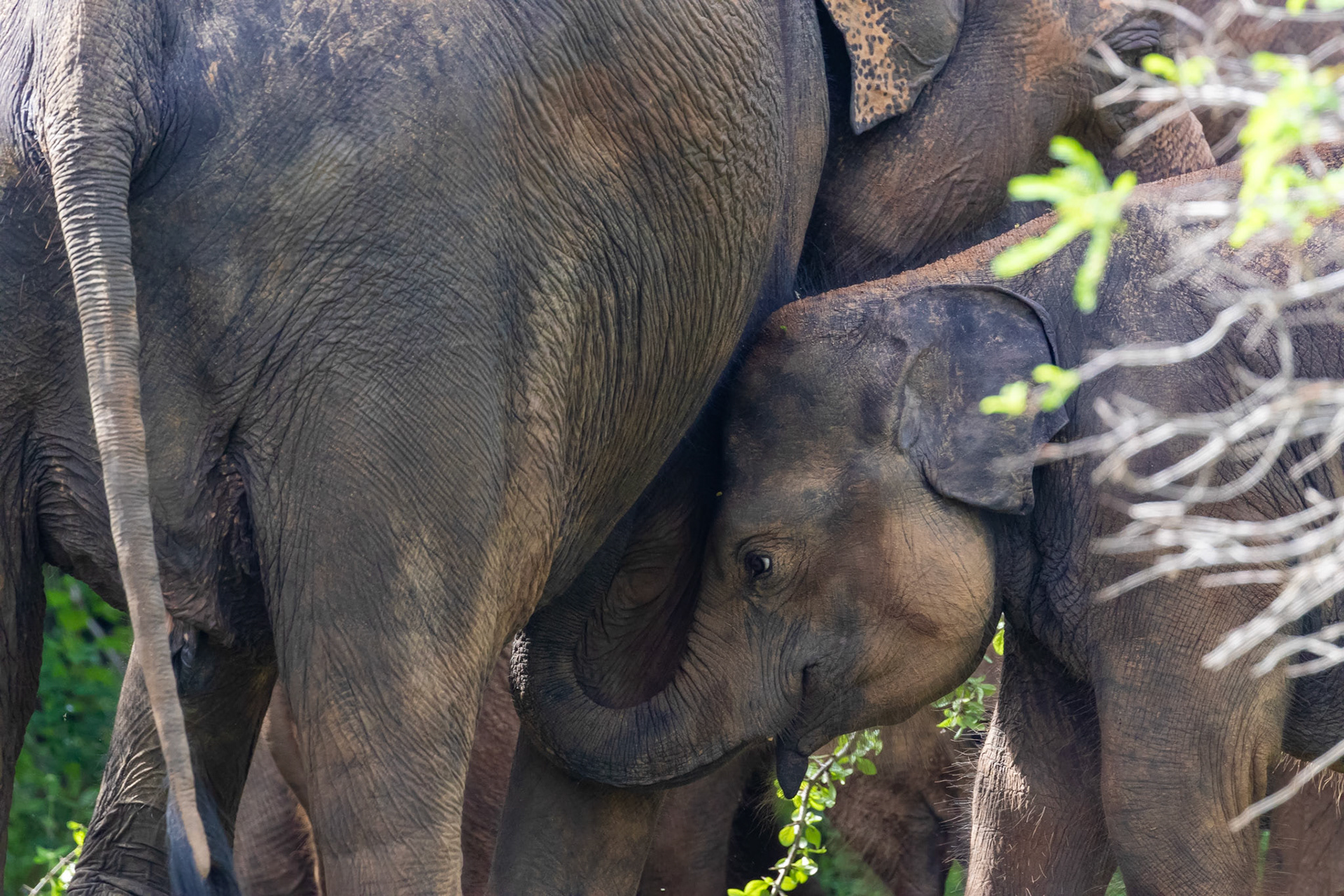 Sri Lanka 15