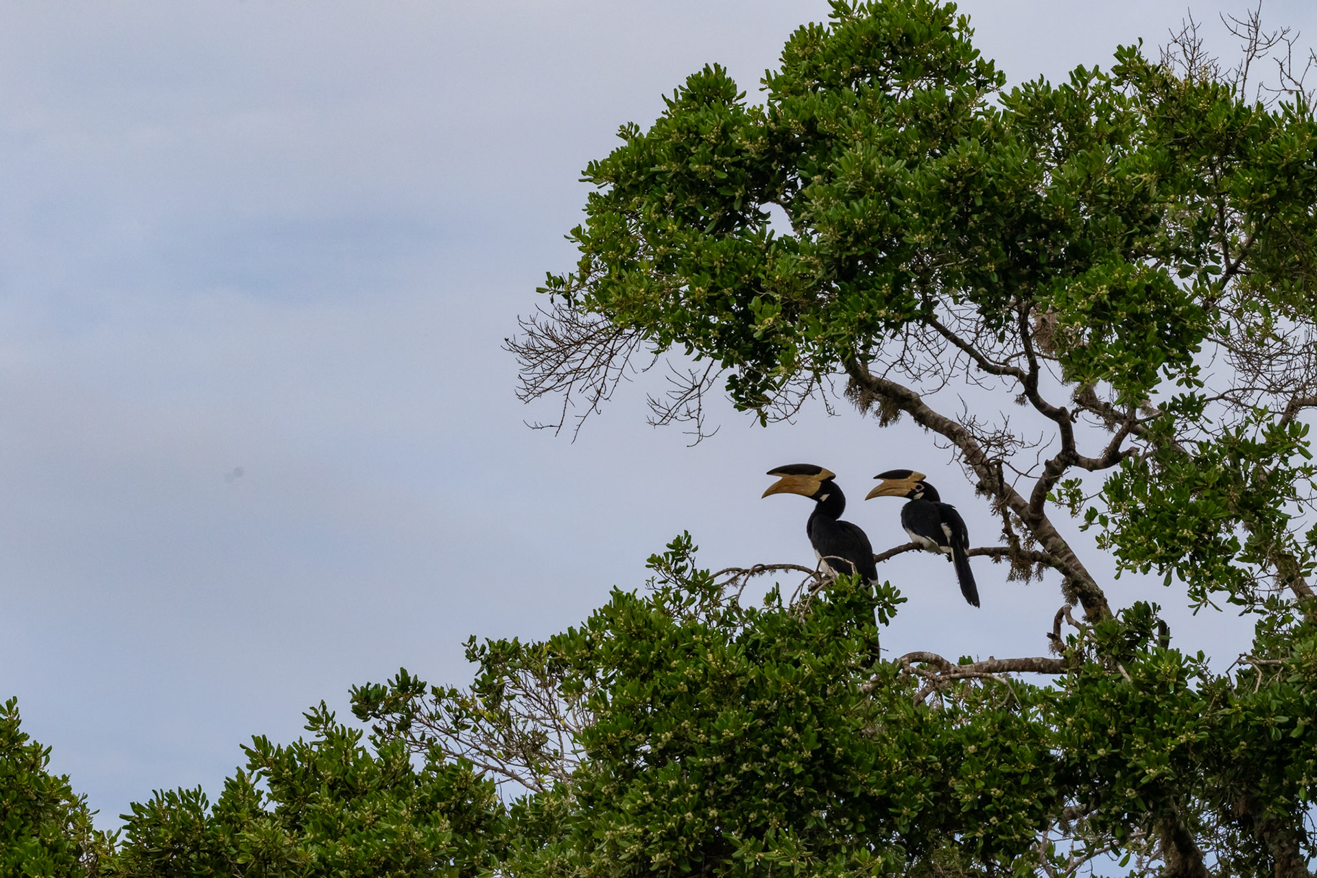 Sri Lanka 16
