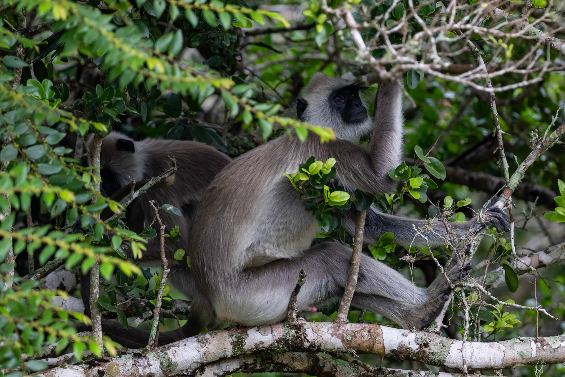 Sri Lanka 17