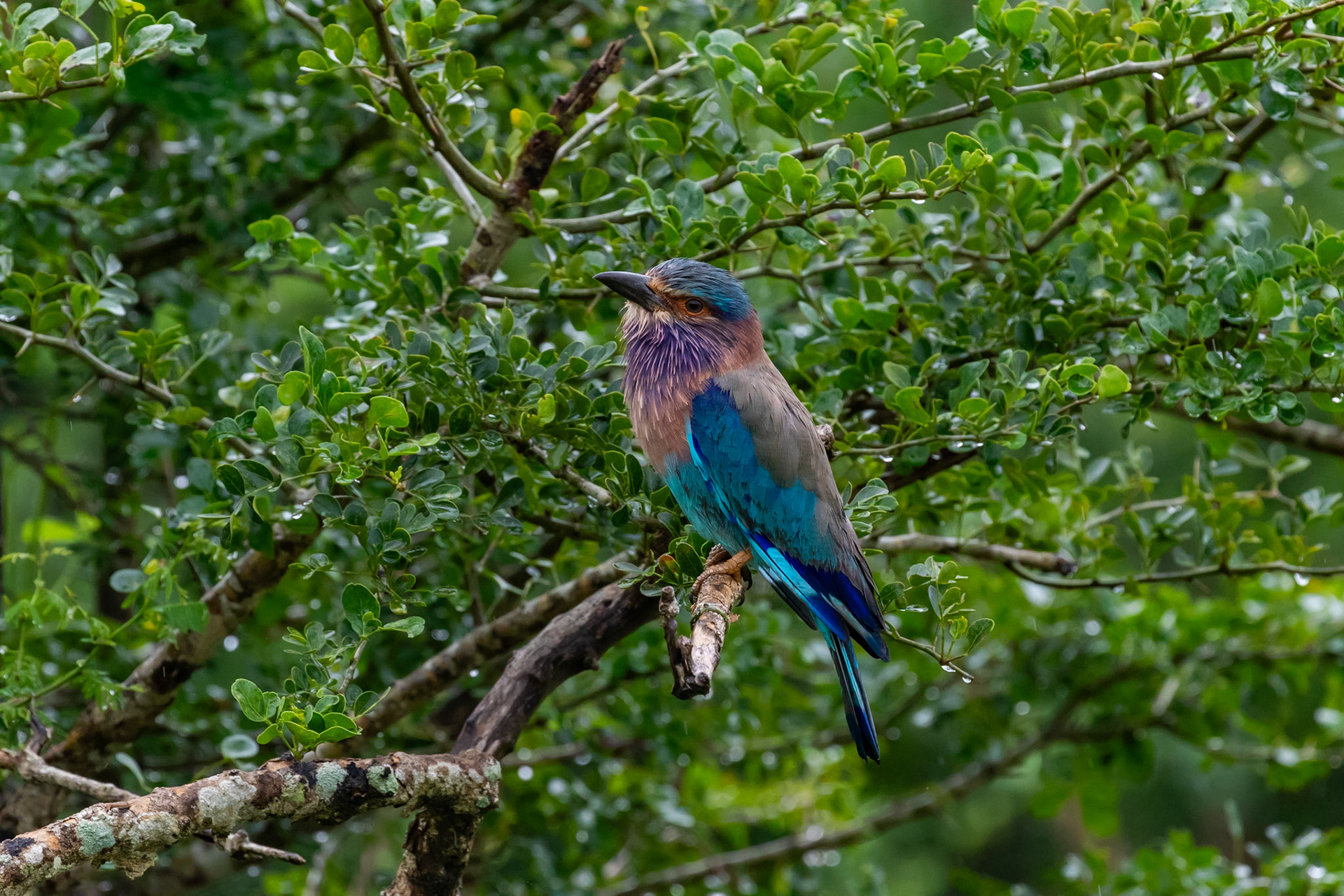Sri Lanka 19